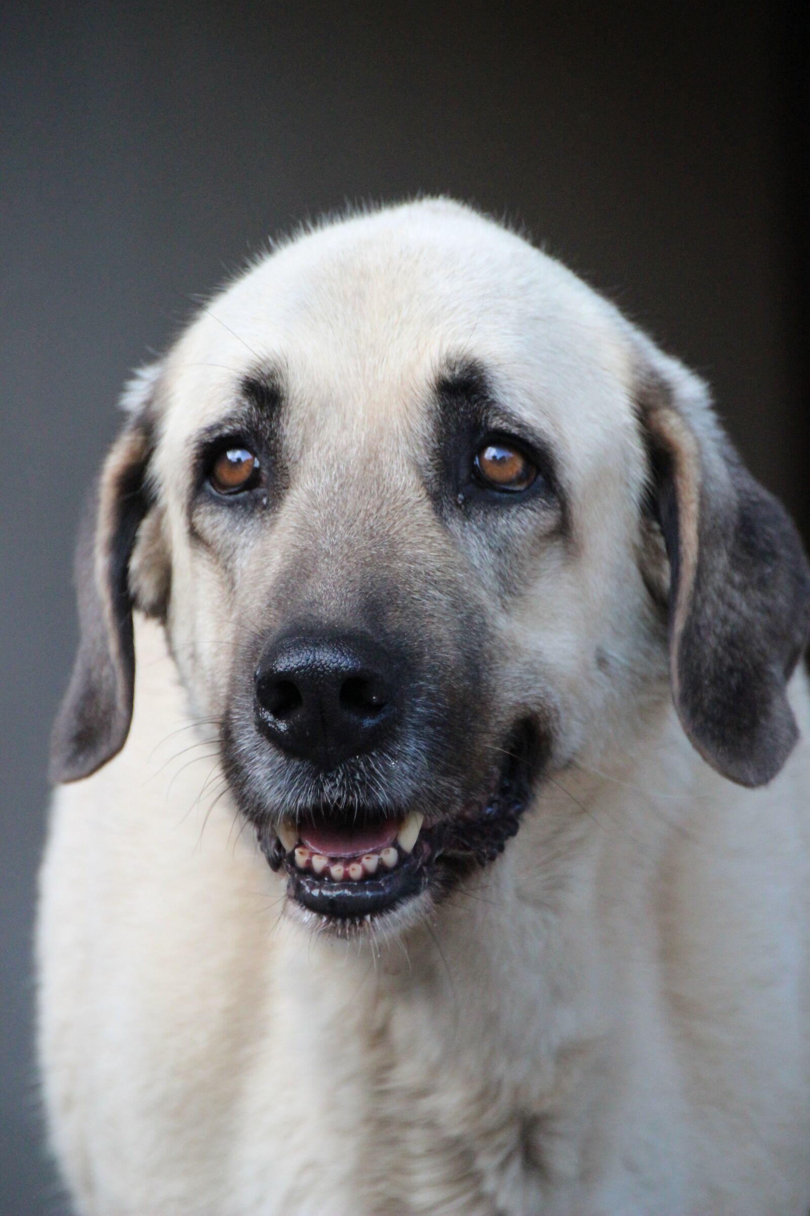 Canon EOS 600D (Rebel EOS T3i / EOS Kiss X5) sample photo. Dog, herd protection dog photography