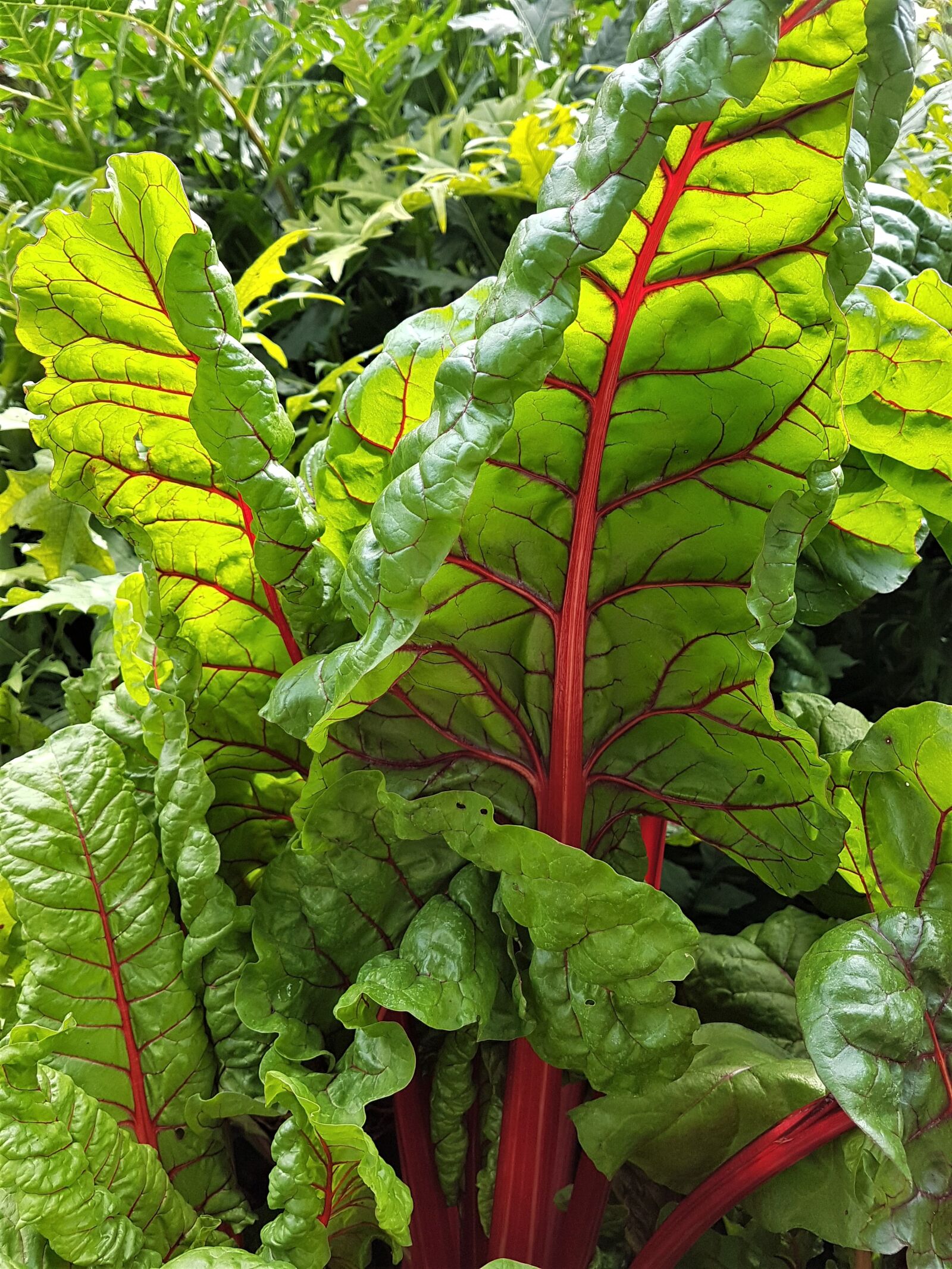 Samsung Galaxy S7 Edge sample photo. Chard, leaves, garden photography
