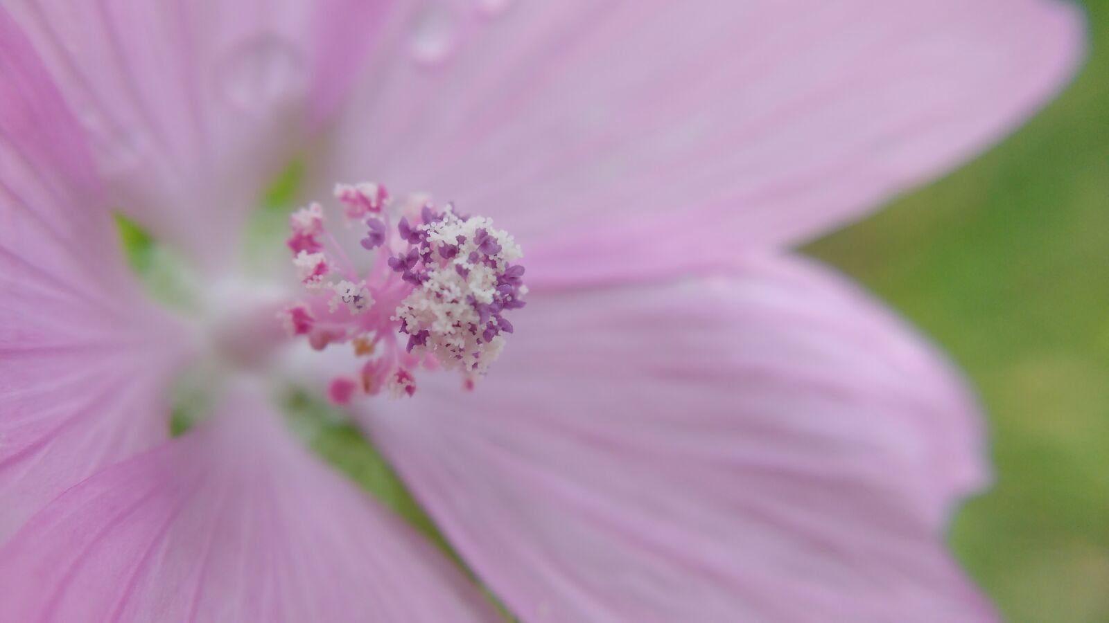 Motorola MotoG3 sample photo. Macro, flower, nature photography