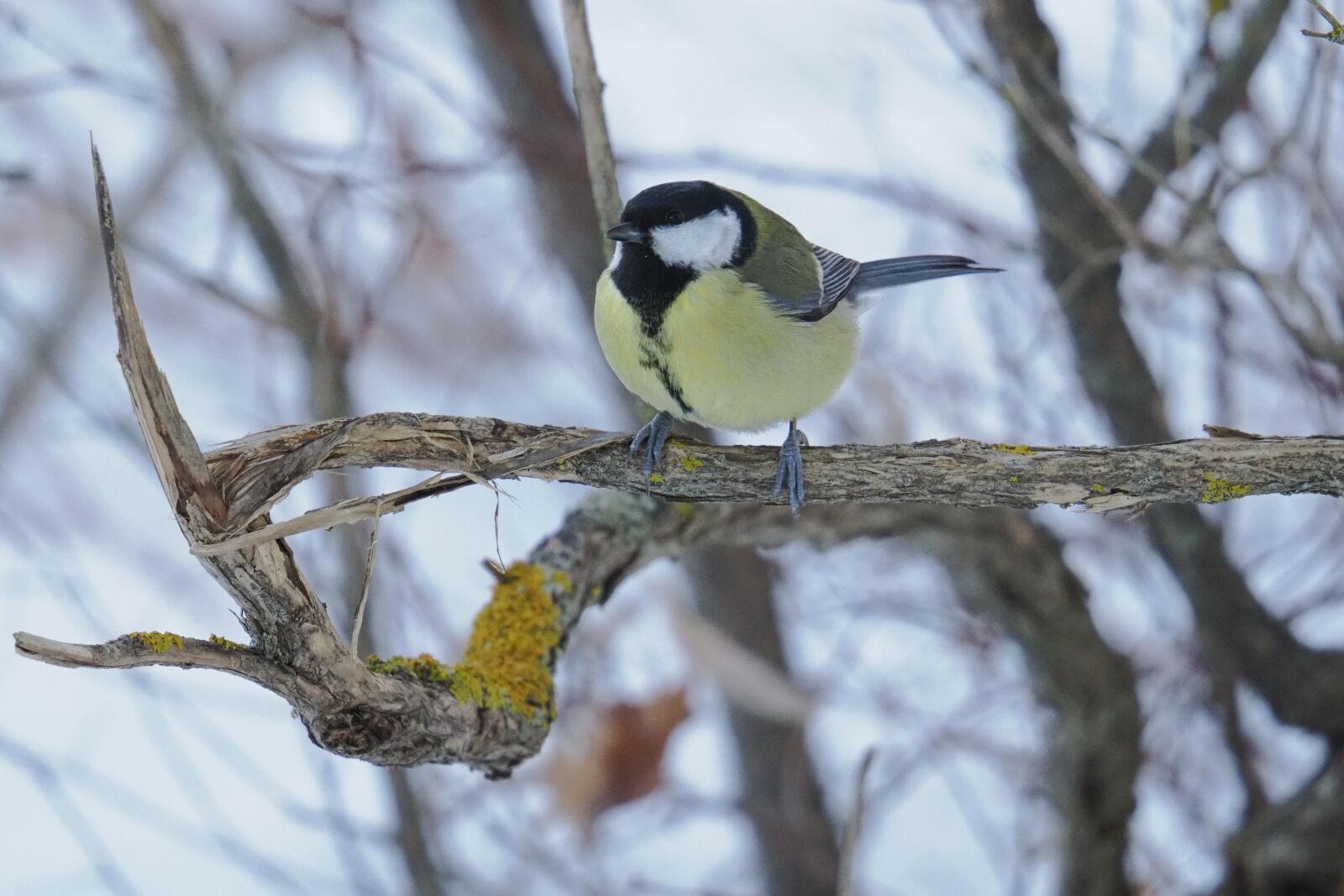 Olympus M.Zuiko Digital ED 150-600mm F5.0-6.3 sample photo. Bird of tree photography