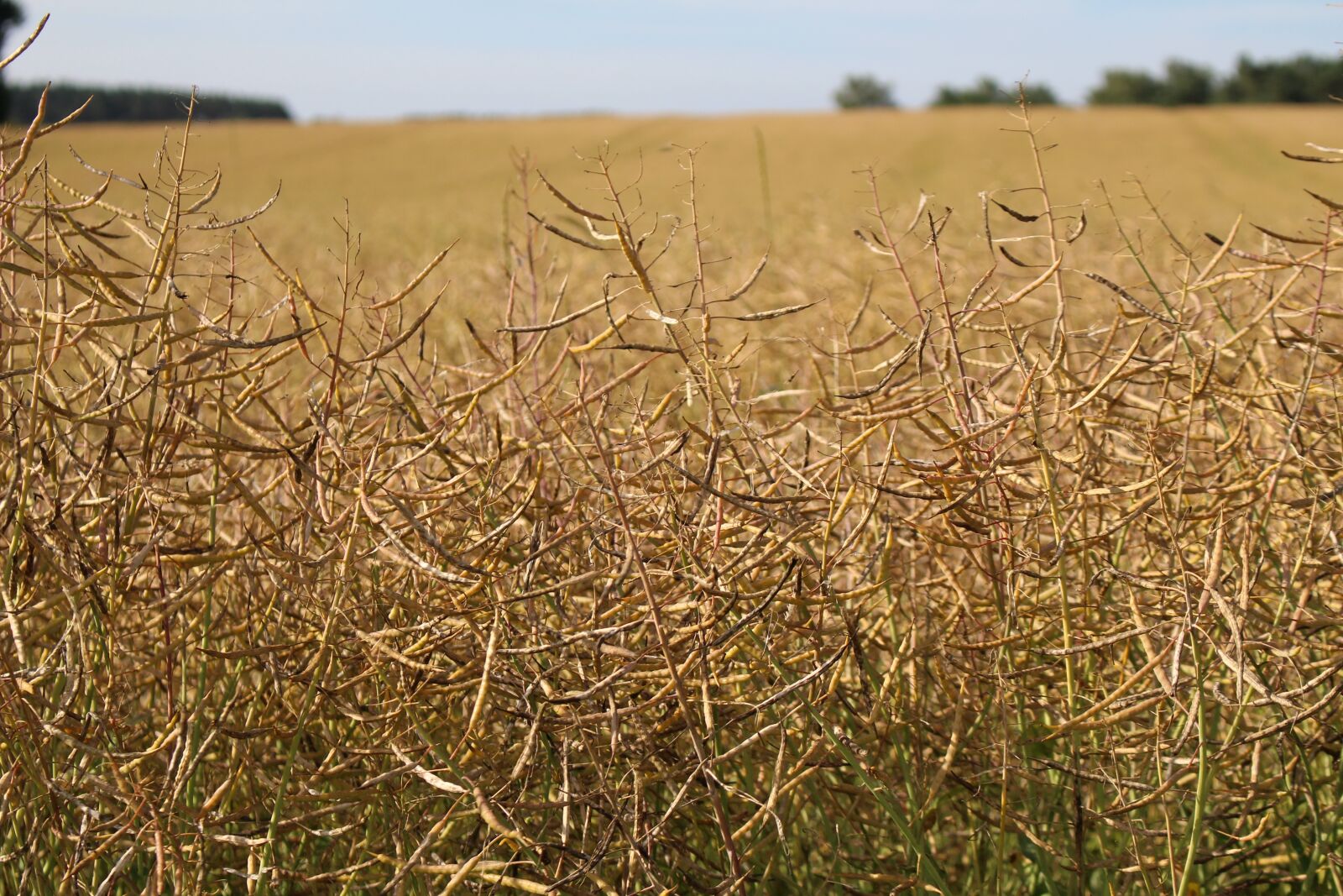 Canon EOS 100D (EOS Rebel SL1 / EOS Kiss X7) sample photo. Field of rapeseeds, faded photography