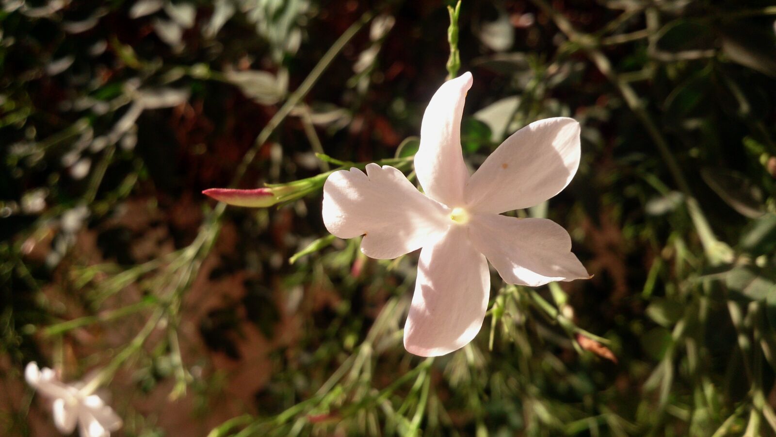 Sony Xperia Z sample photo. Rose, flower photography