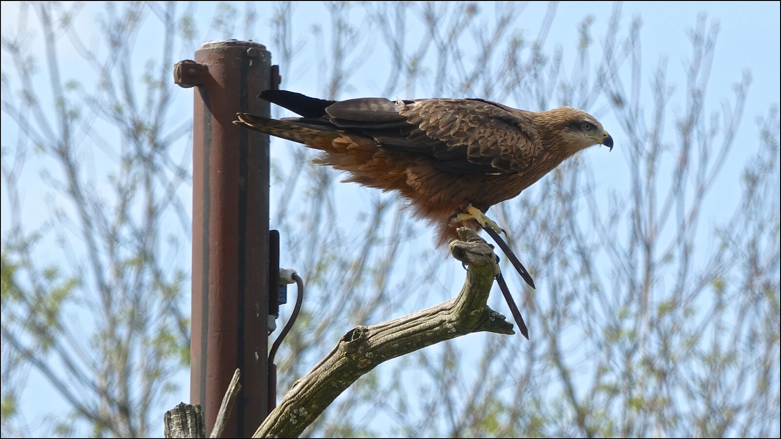 Sony Cyber-shot DSC-RX10 III sample photo. Fauna, bird, nature photography