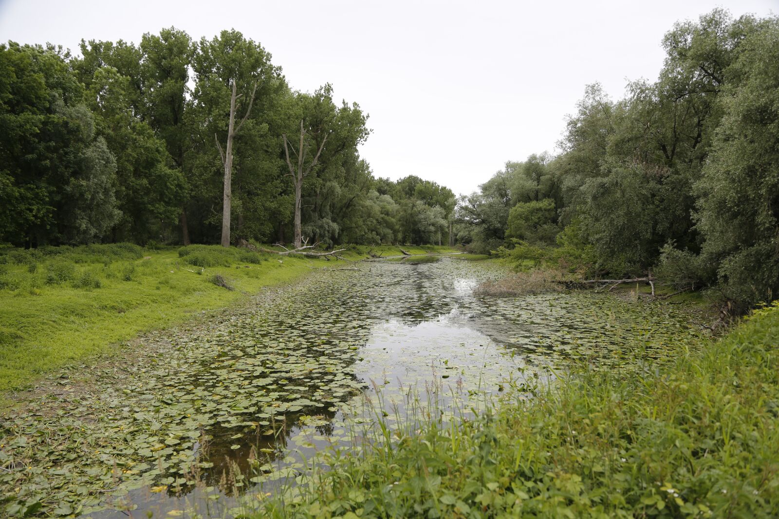 Canon EF 24-105mm F4L IS USM sample photo. Donauauen, land, water photography