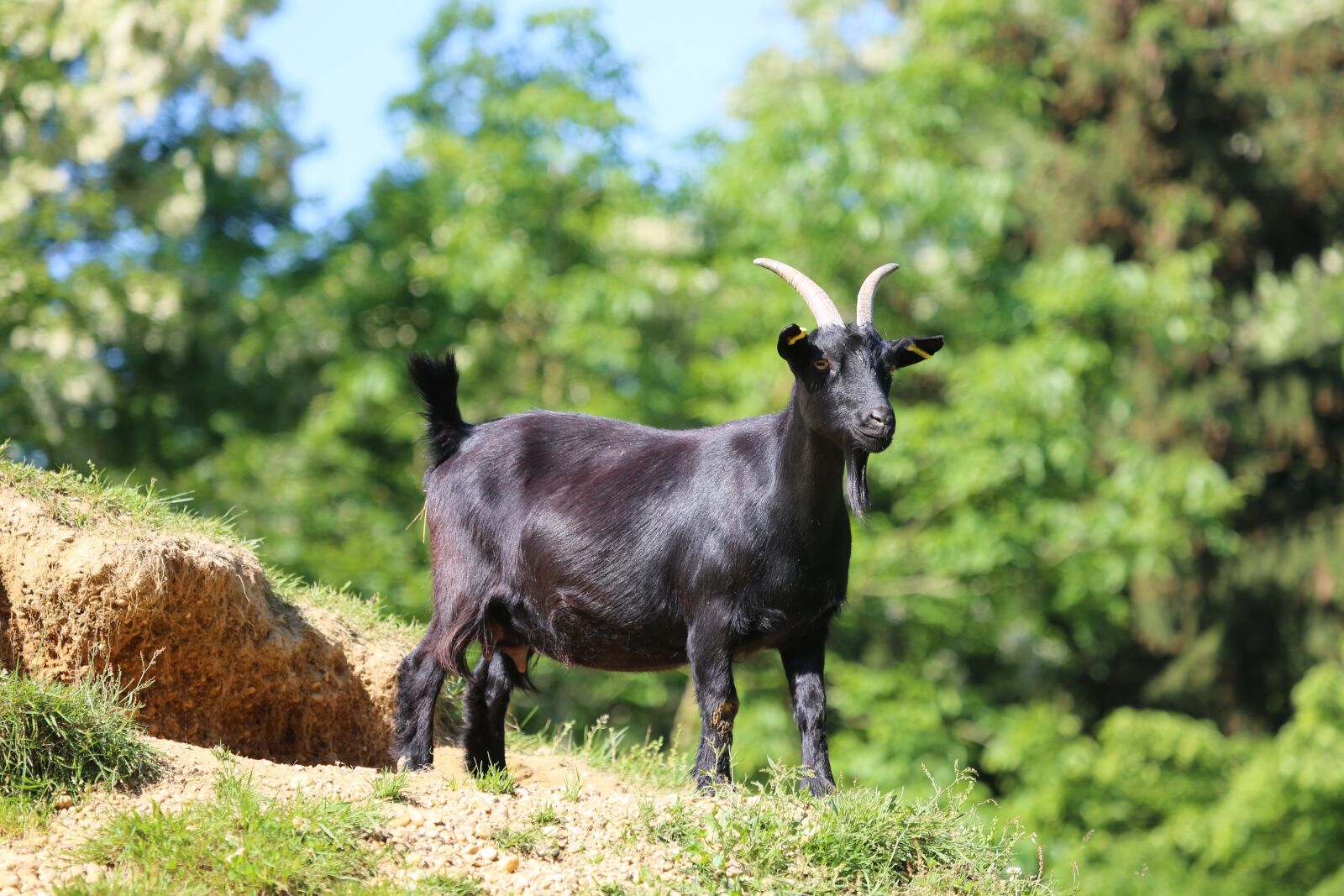 Canon EF 100-400mm F4.5-5.6L IS USM sample photo. Goat, animal, black photography