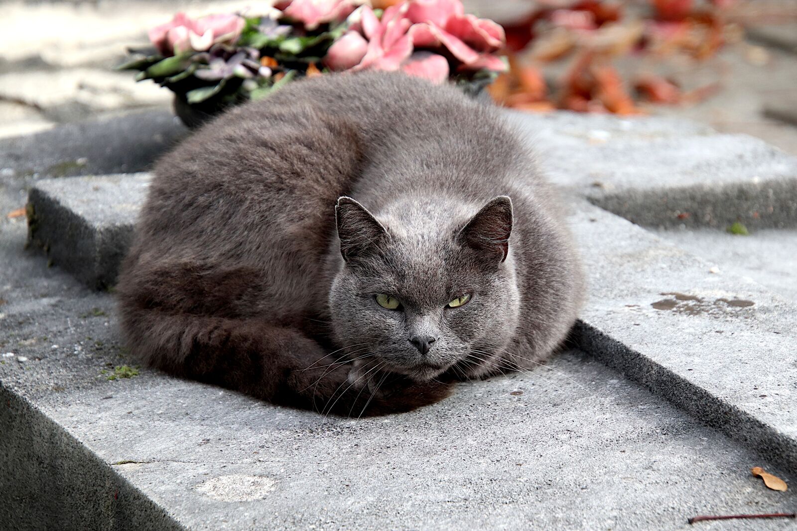 Canon EOS 800D (EOS Rebel T7i / EOS Kiss X9i) sample photo. Cat, gray color, felines photography