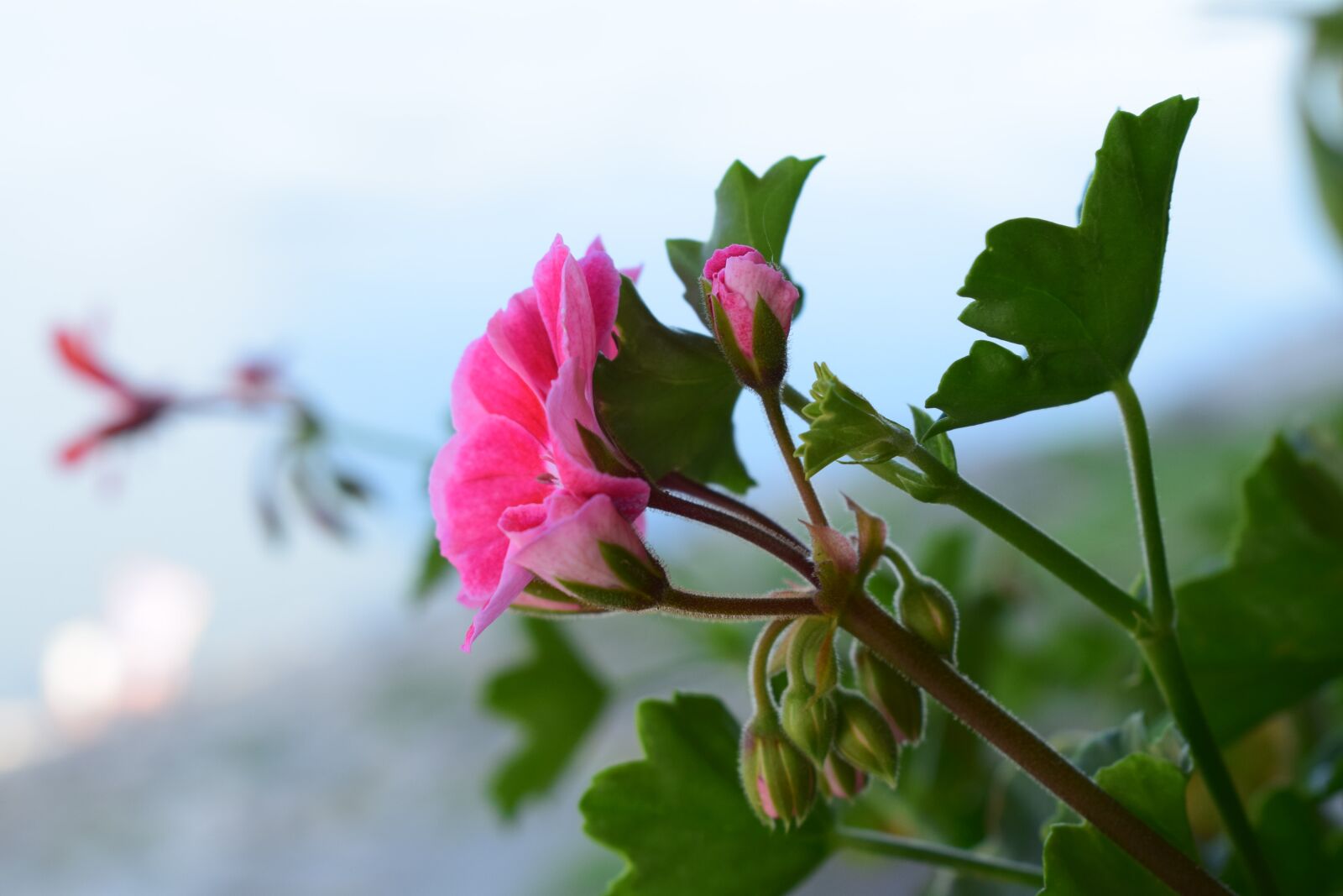 Nikon D5300 sample photo. Flower, danube, river photography