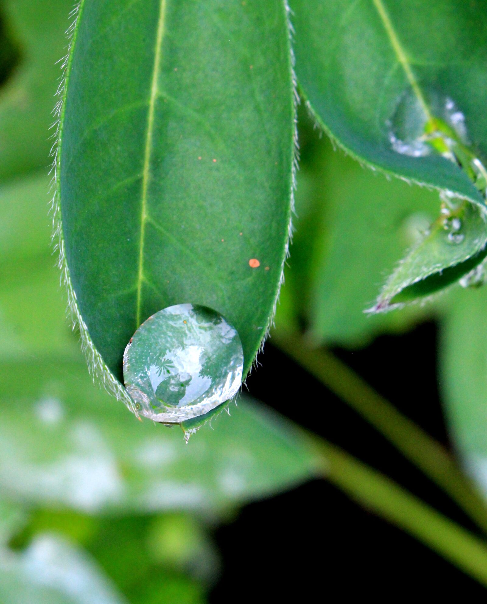 Canon EOS 700D (EOS Rebel T5i / EOS Kiss X7i) sample photo. Dew, rain, plant photography