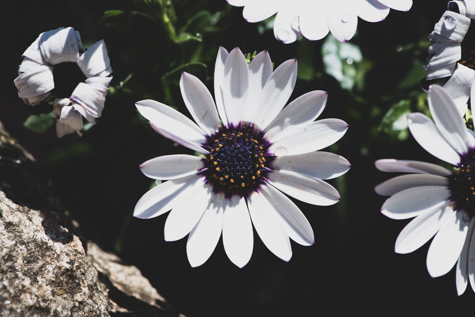 Nikon D750 sample photo. Flowers, white, garden photography