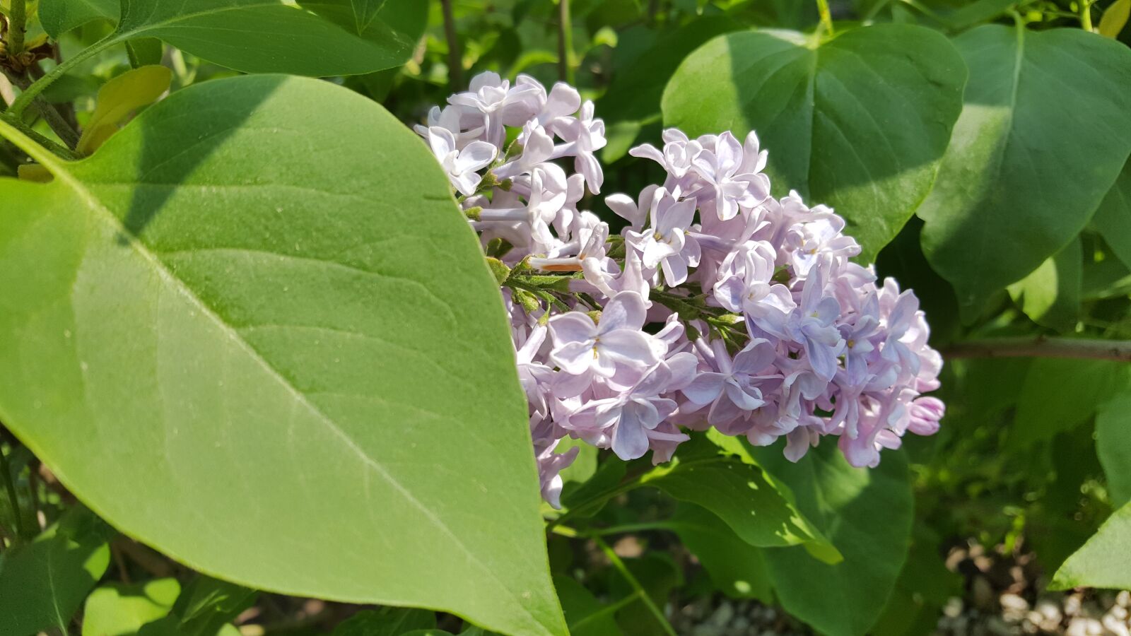 Samsung Galaxy S6 sample photo. Lilac, hell, purple photography