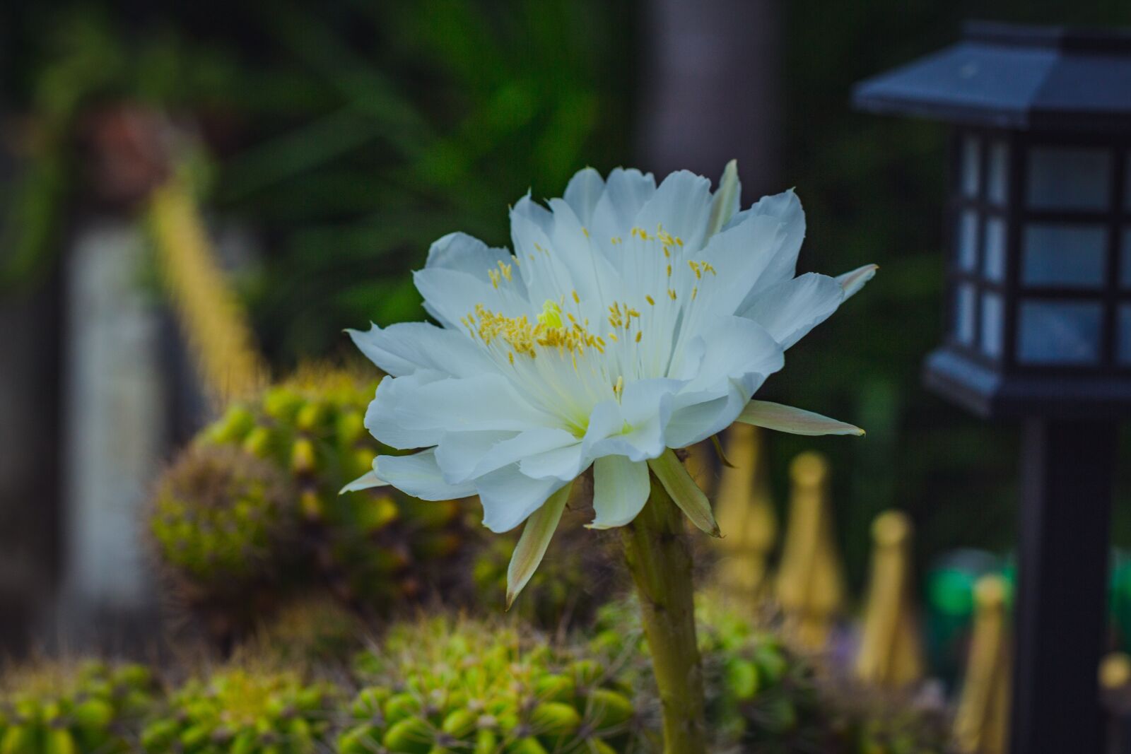 Canon EOS 700D (EOS Rebel T5i / EOS Kiss X7i) + Canon EF 50mm F1.8 STM sample photo. White, leaves, flora photography