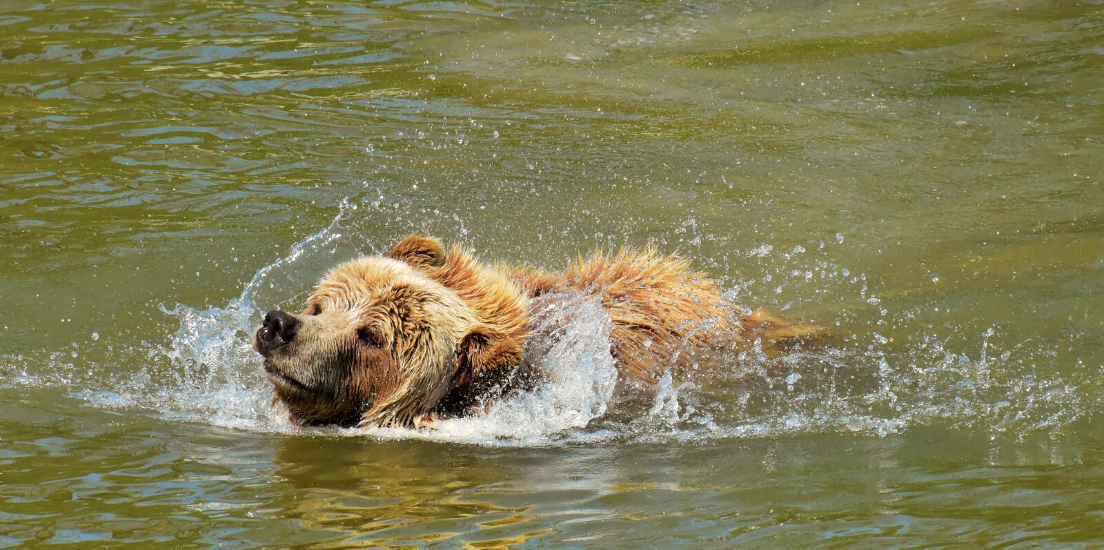 Nikon D7200 sample photo. European brown bear, brown photography