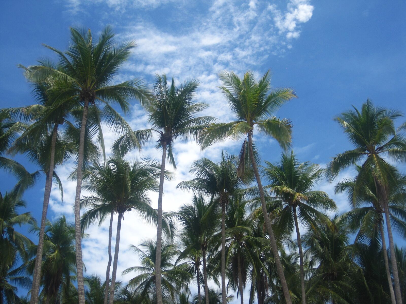 Canon PowerShot SD1200 IS (Digital IXUS 95 IS / IXY Digital 110 IS) sample photo. Coconut trees, costa rica photography
