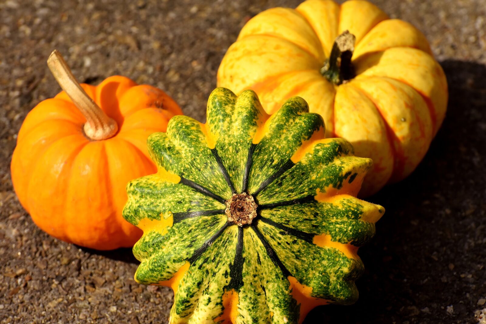 Nikon D7200 sample photo. Pumpkins, colorful, autumn photography