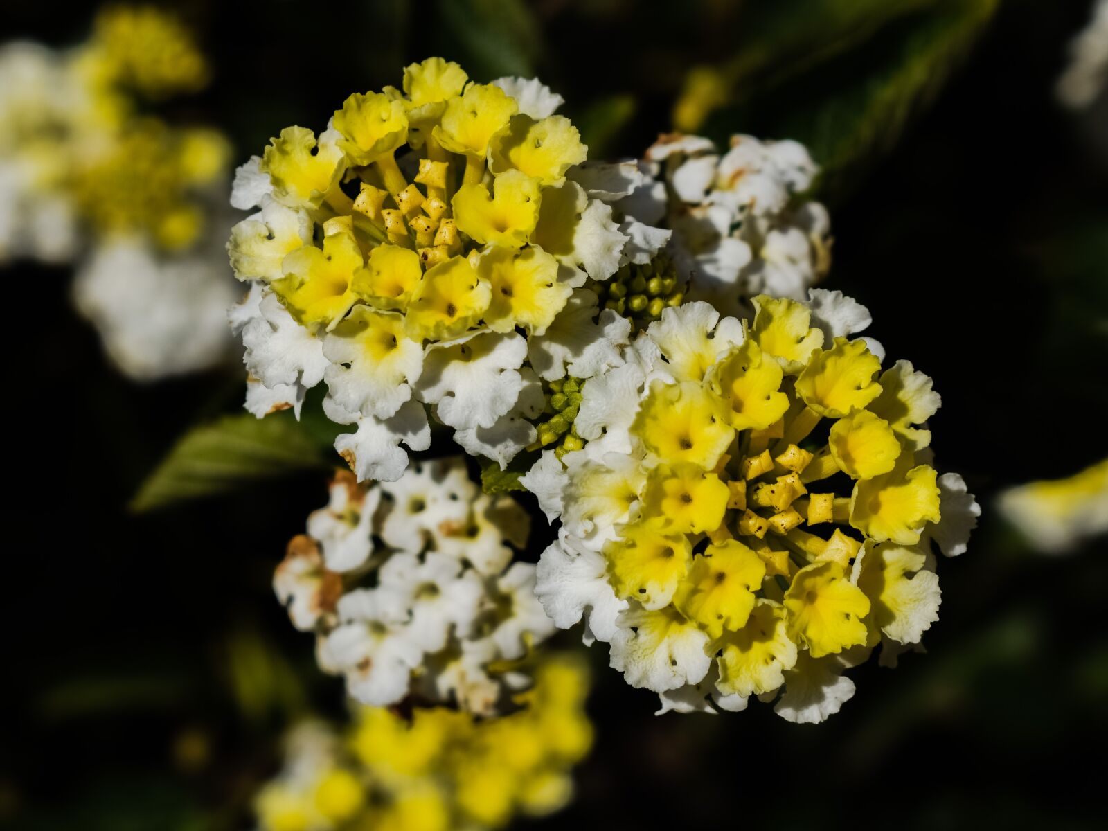 Nikon D3300 sample photo. Lantana, flowers, floral photography