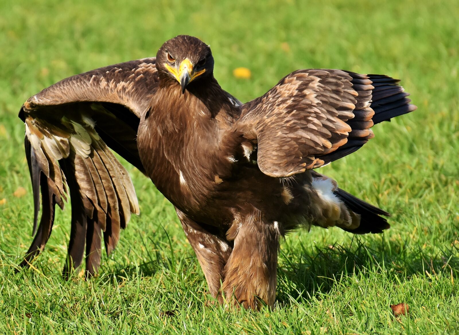 Nikon D7200 sample photo. Adler, raptor, bird of photography