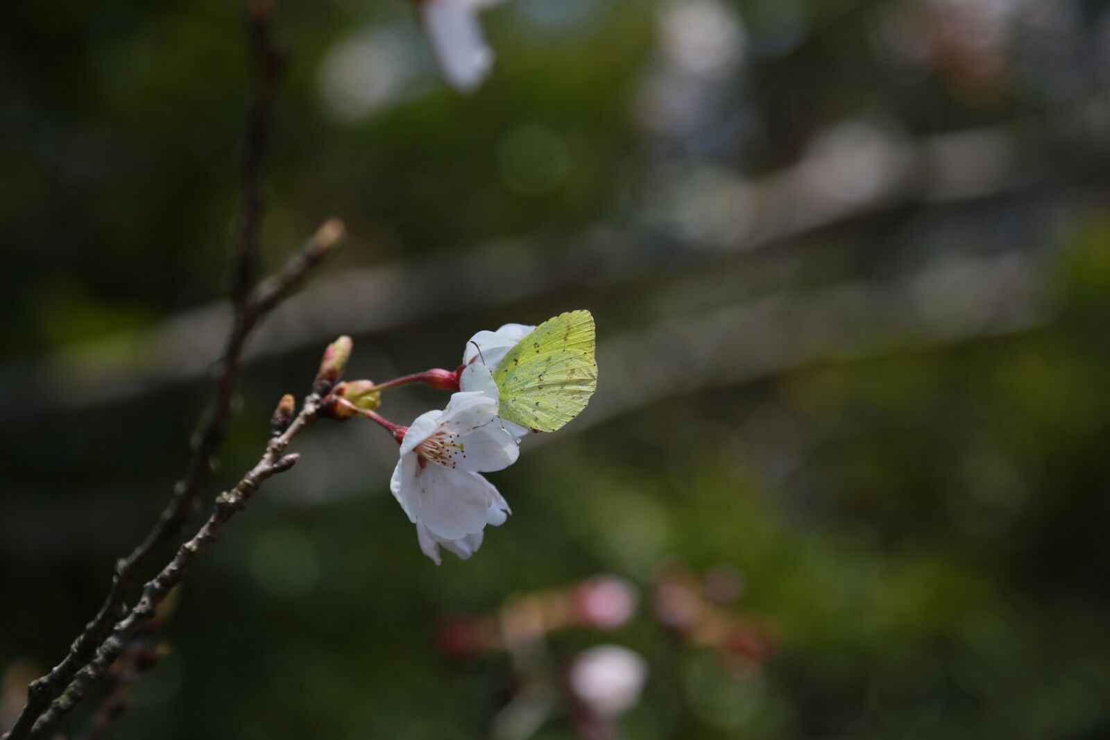 Canon EOS 6D + Canon EF 24-105mm F4L IS USM sample photo. Wood, nature, quarter photography