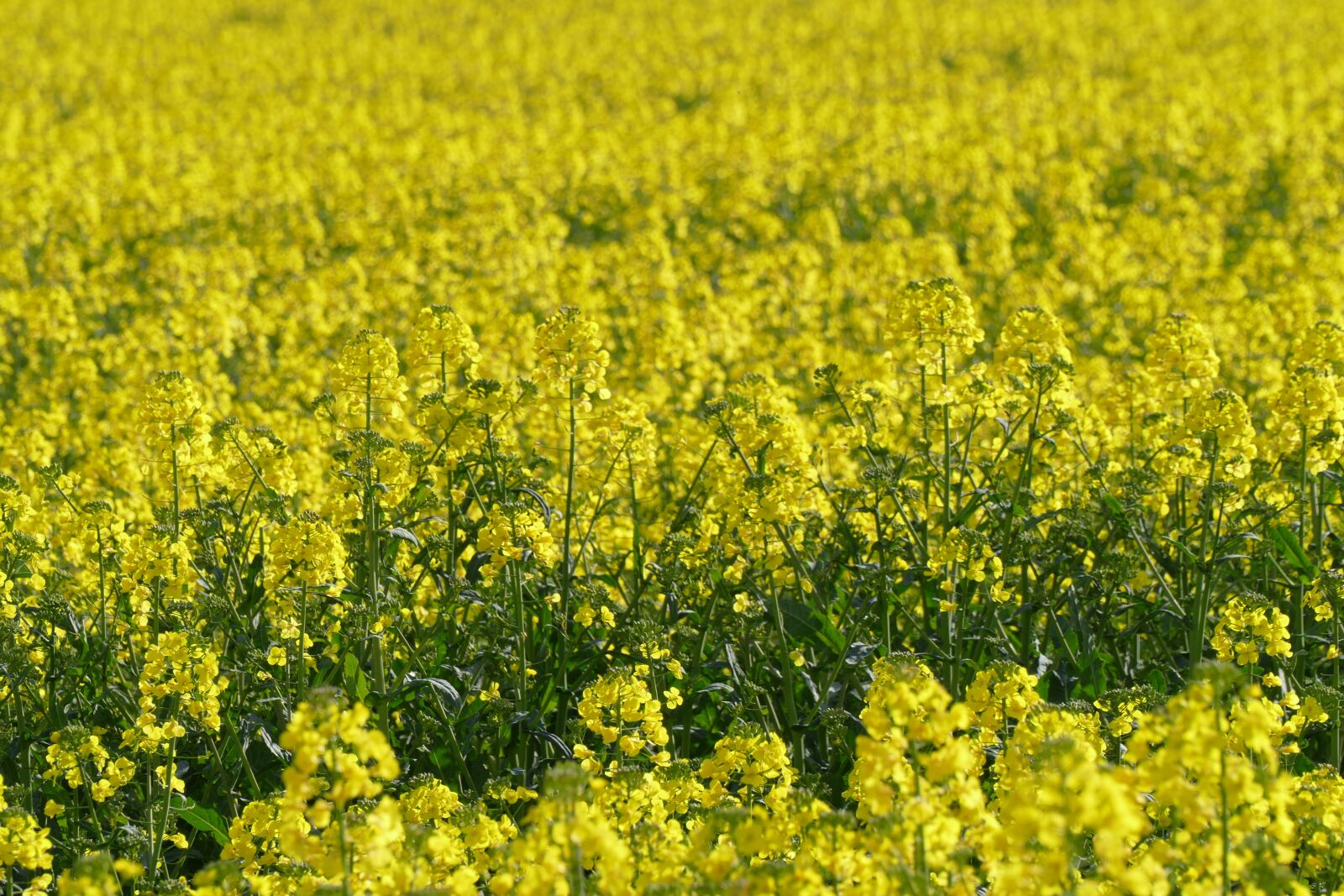 Panasonic Lumix DMC-FZ1000 sample photo. Field, flower, agriculture photography