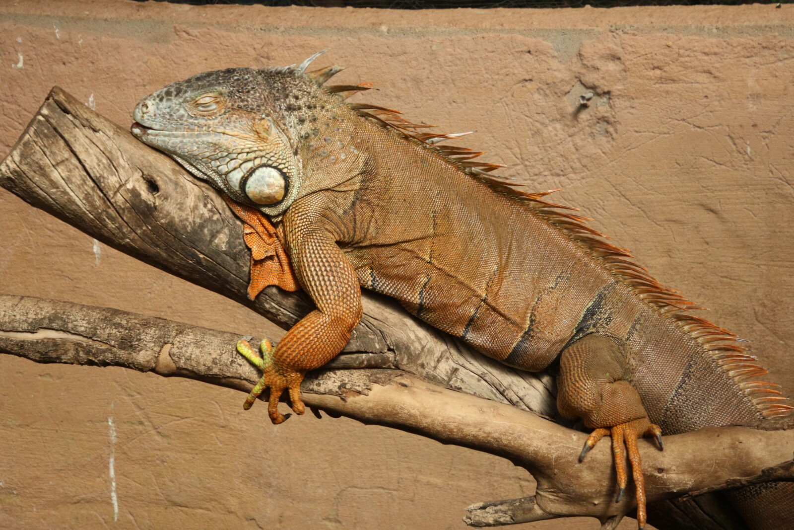 Canon EOS 7D Mark II sample photo. Animal, branch, brown, lizzard photography
