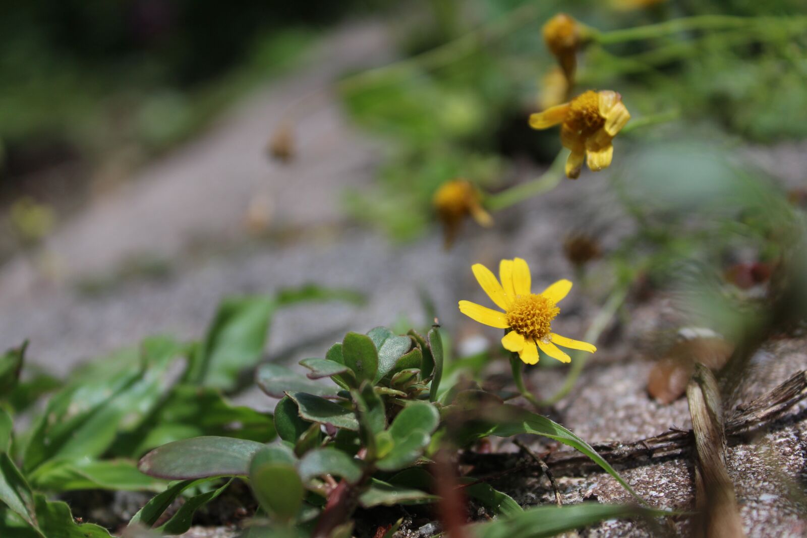 Canon EOS 1300D (EOS Rebel T6 / EOS Kiss X80) sample photo. Yellow flower, dahlberg daisy photography