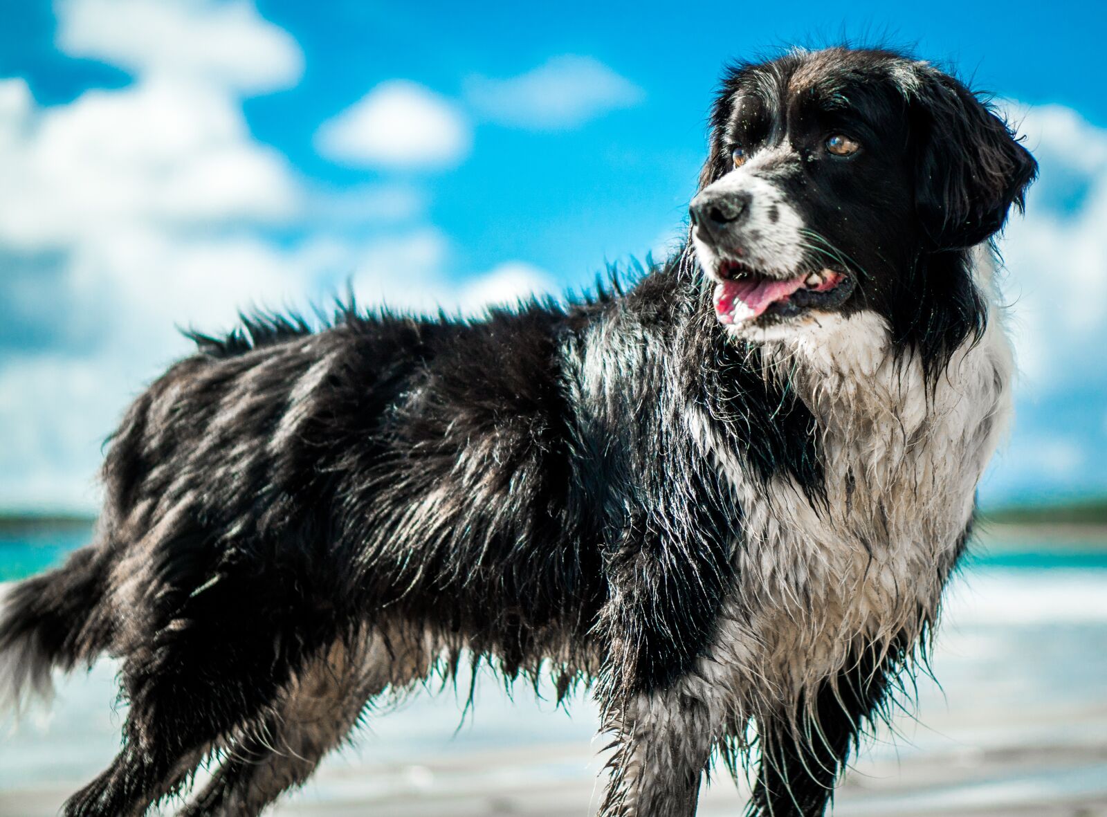 Sony a6300 + E 50mm F1.8 OSS sample photo. Dog, beach, vacation photography