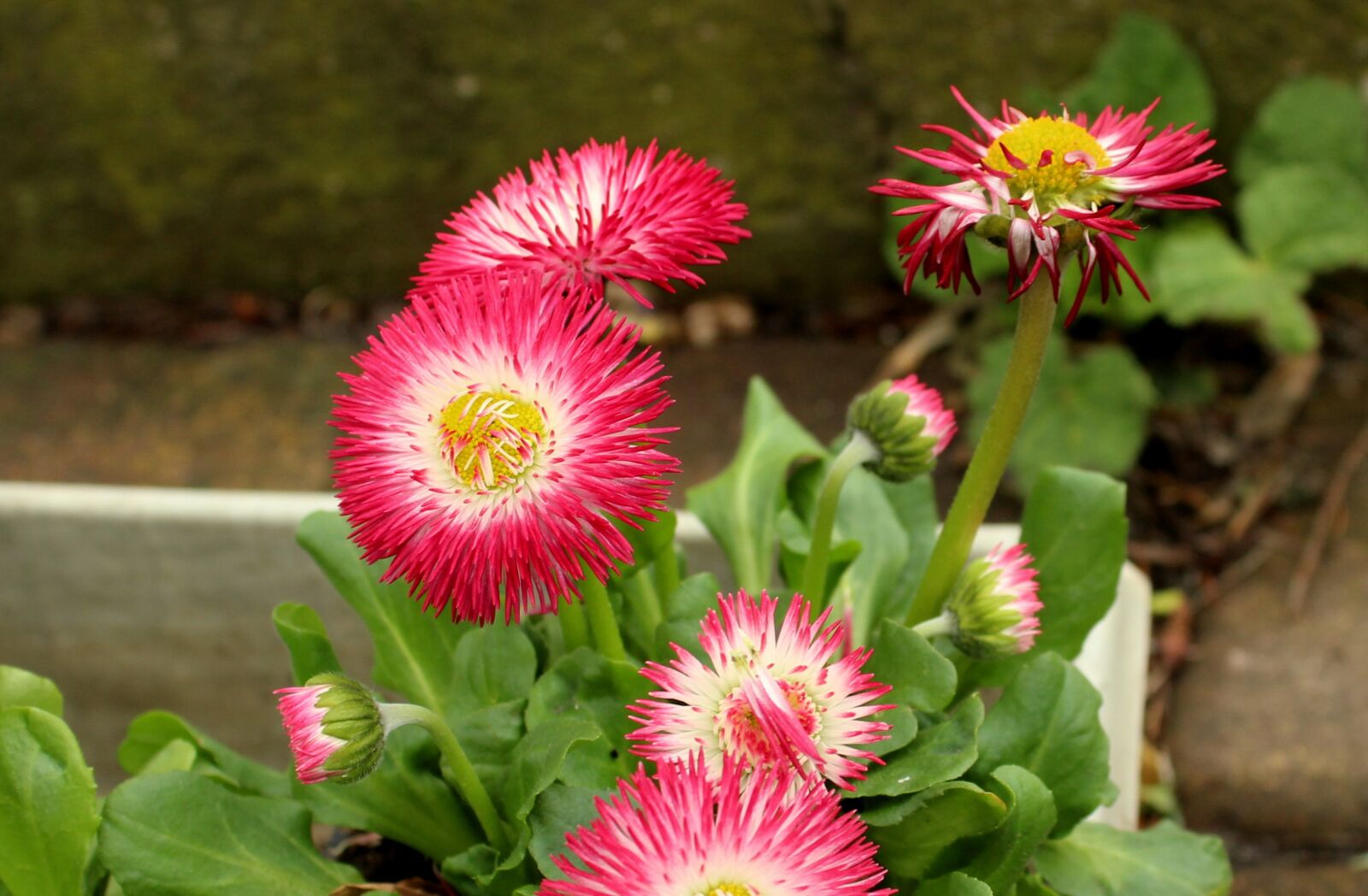 Canon EOS 1200D (EOS Rebel T5 / EOS Kiss X70 / EOS Hi) sample photo. Daisies, flowers, pink photography