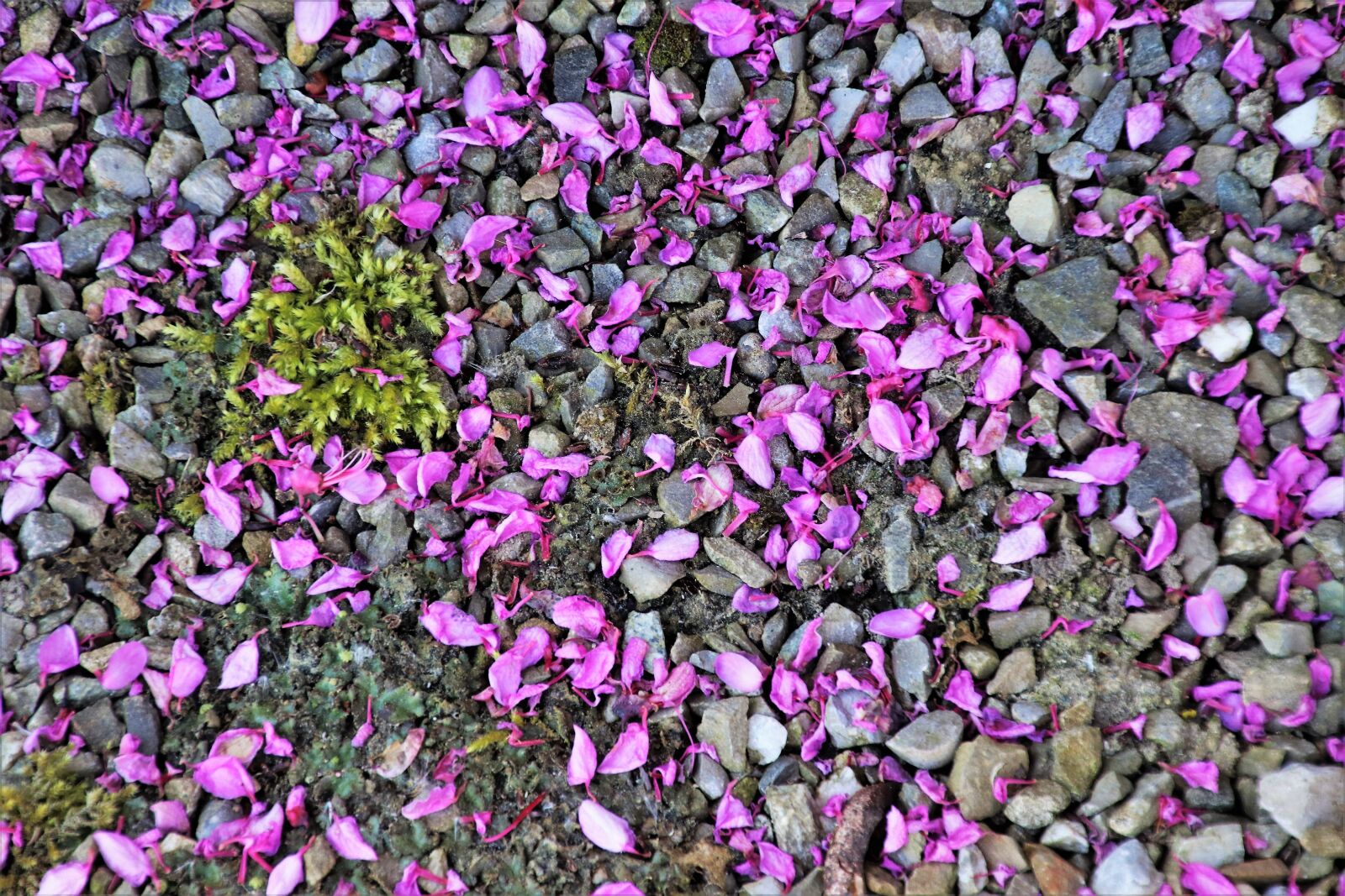 Canon EOS 80D sample photo. Pebbles, gravel, the structure photography