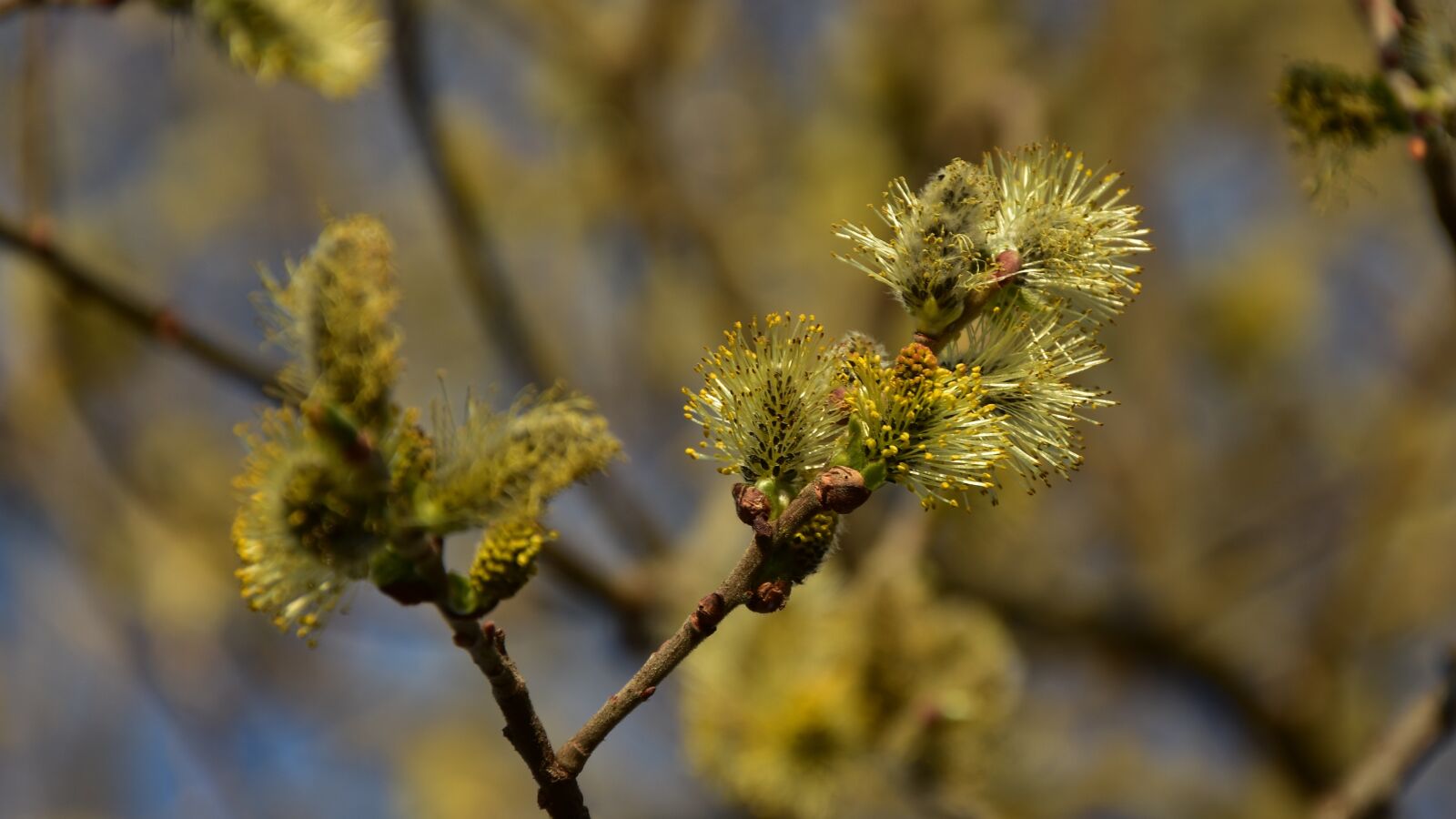 Nikon D7200 sample photo. Blossom, bloom, tree photography