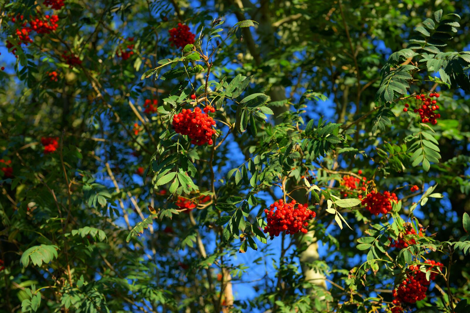 Sony a99 II sample photo. Rowan, mountain ash, berries photography