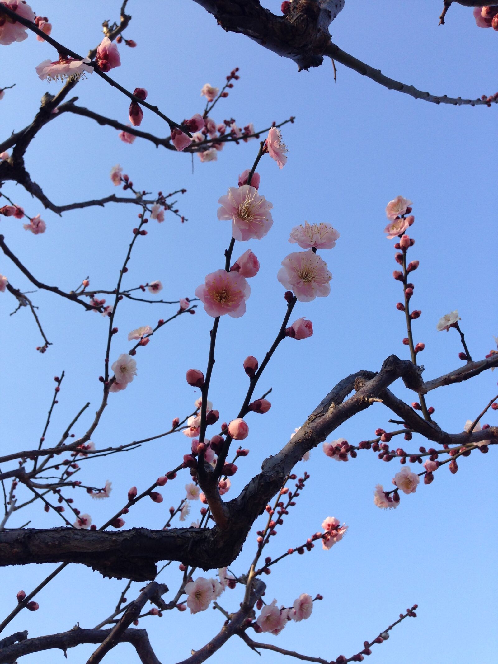 iPhone 5 back camera 4.12mm f/2.4 sample photo. Plum blossoms, spring, cherry photography