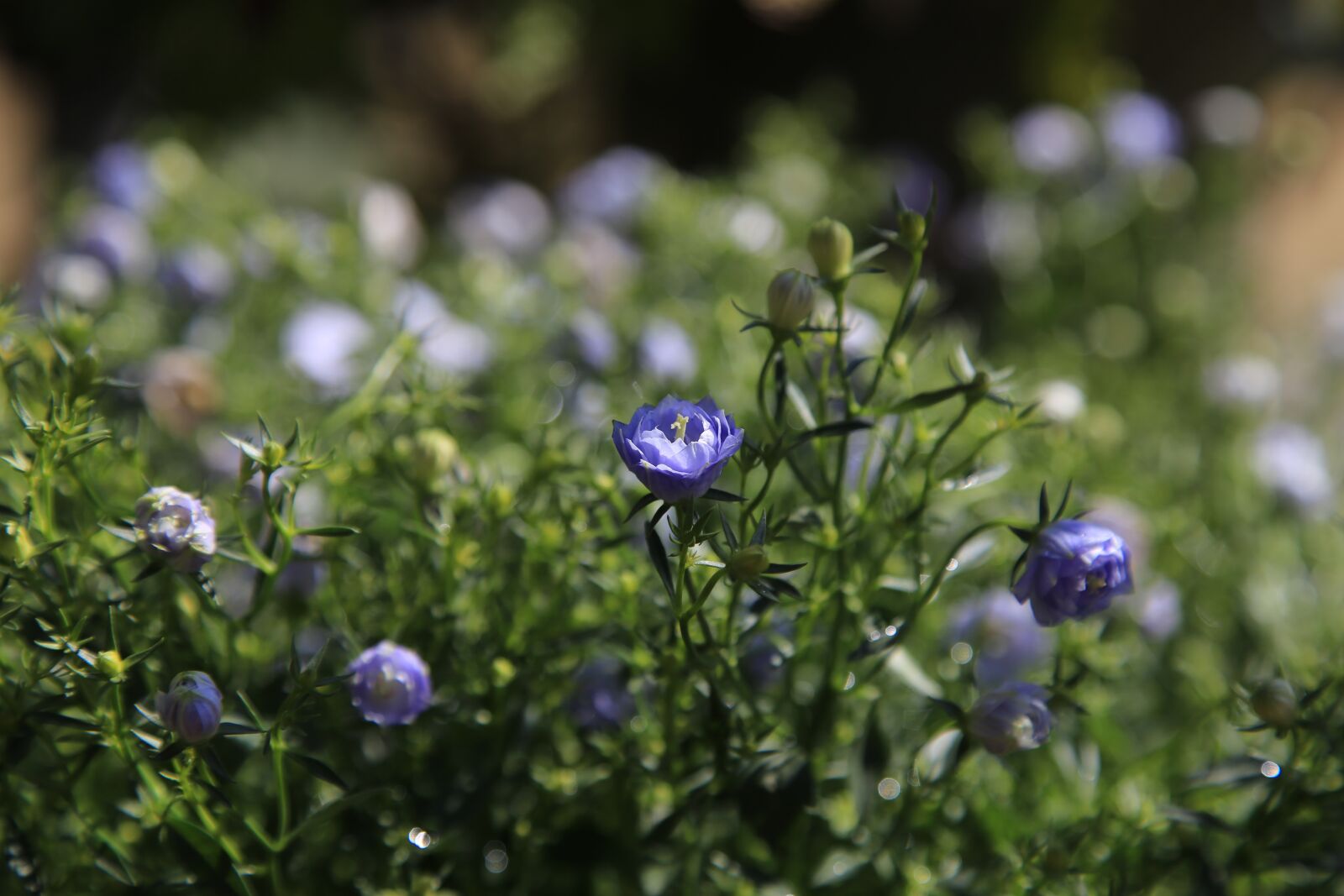 Canon EOS 6D + Canon EF 24-105mm F4L IS USM sample photo. Flowers, wildflower, plants photography