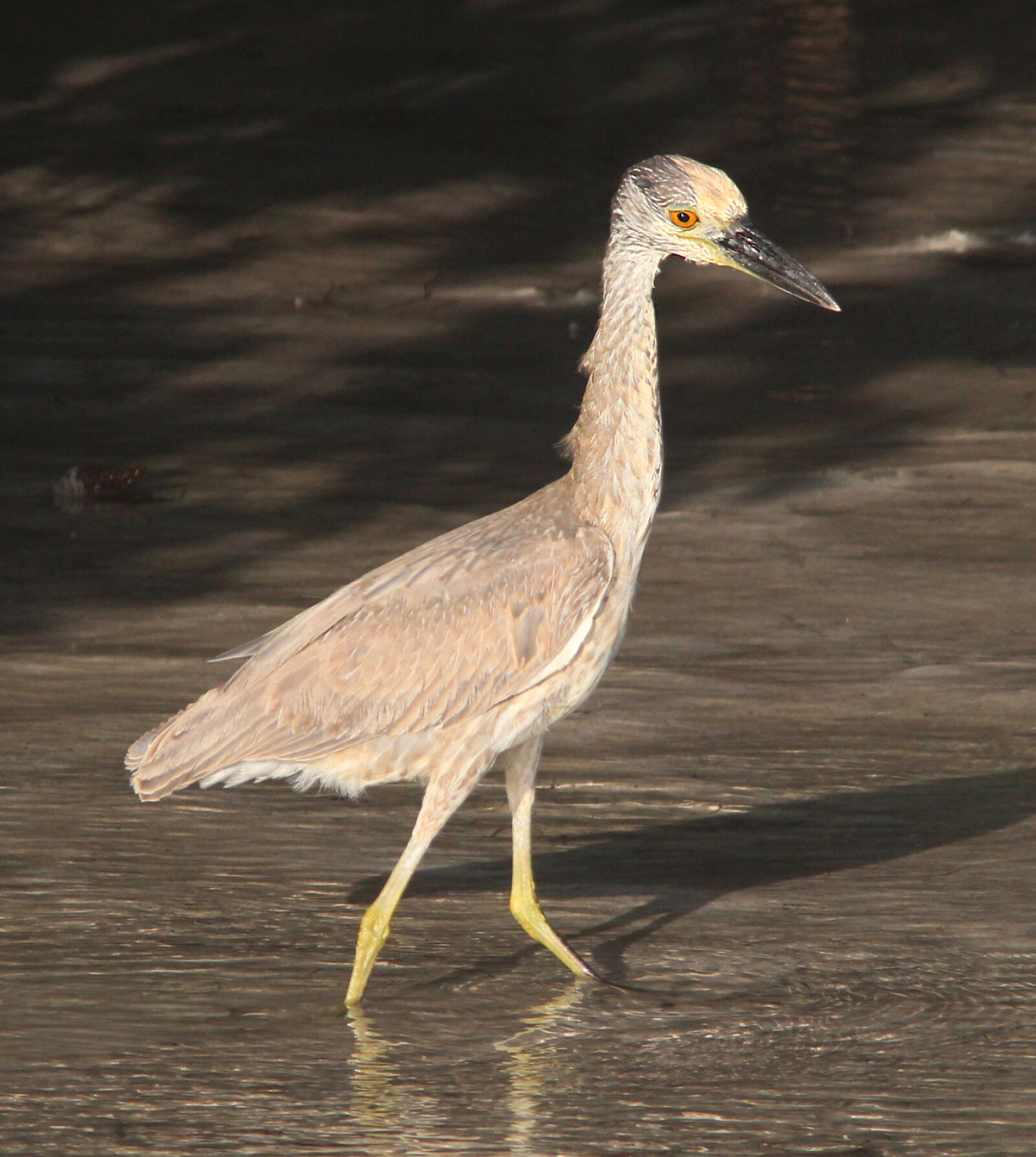 Canon EF 300mm F4L IS USM sample photo