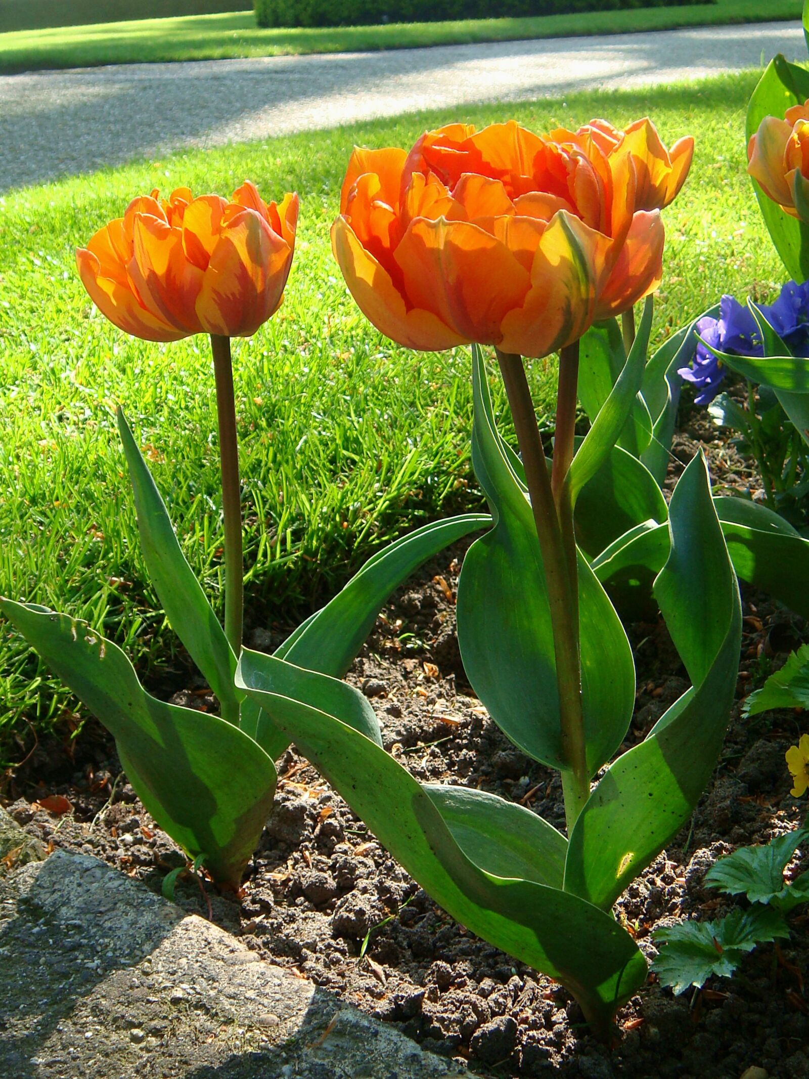 Sony DSC-T70 sample photo. Orange tulips, orange flower photography