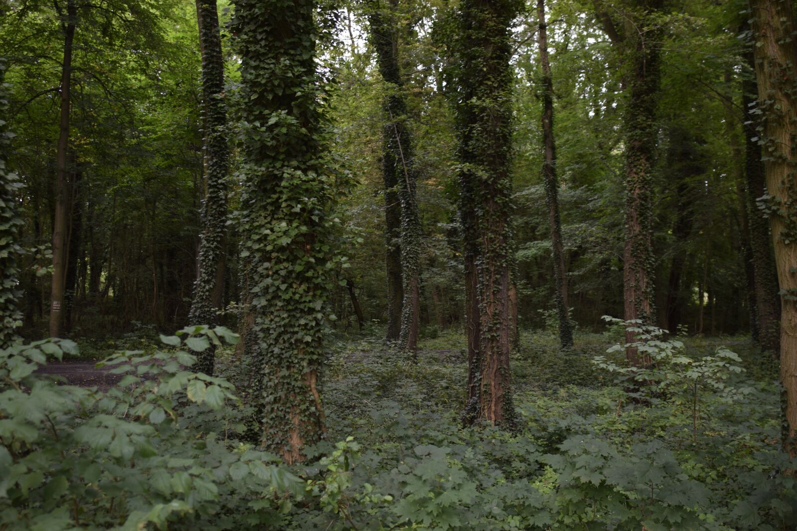 Nikon D5300 sample photo. Forest, tree, ivy photography