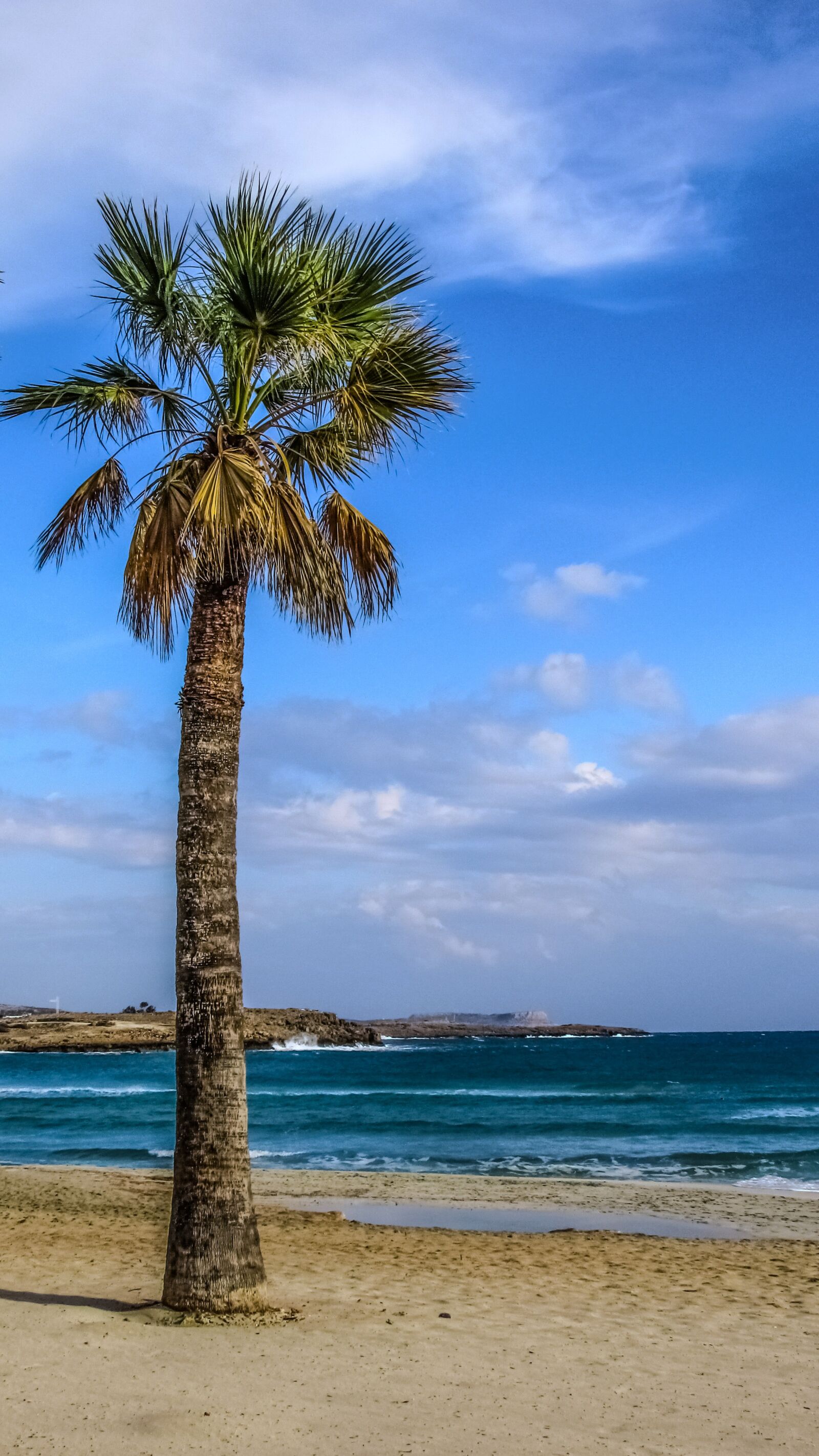Canon PowerShot SX400 IS sample photo. Palm tree, beach, sand photography