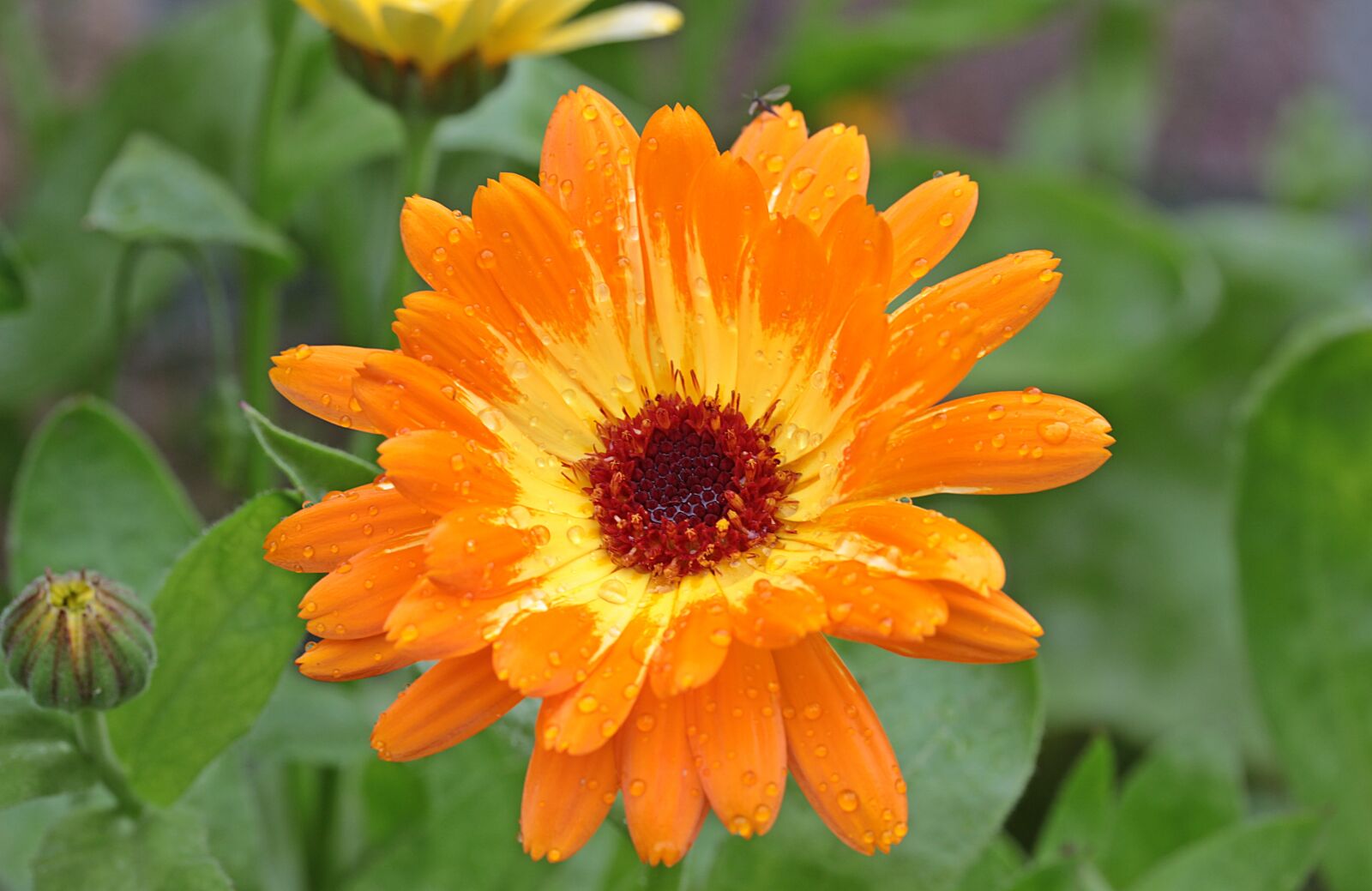 Canon EOS 650D (EOS Rebel T4i / EOS Kiss X6i) sample photo. Marigold, calendula, blossom photography