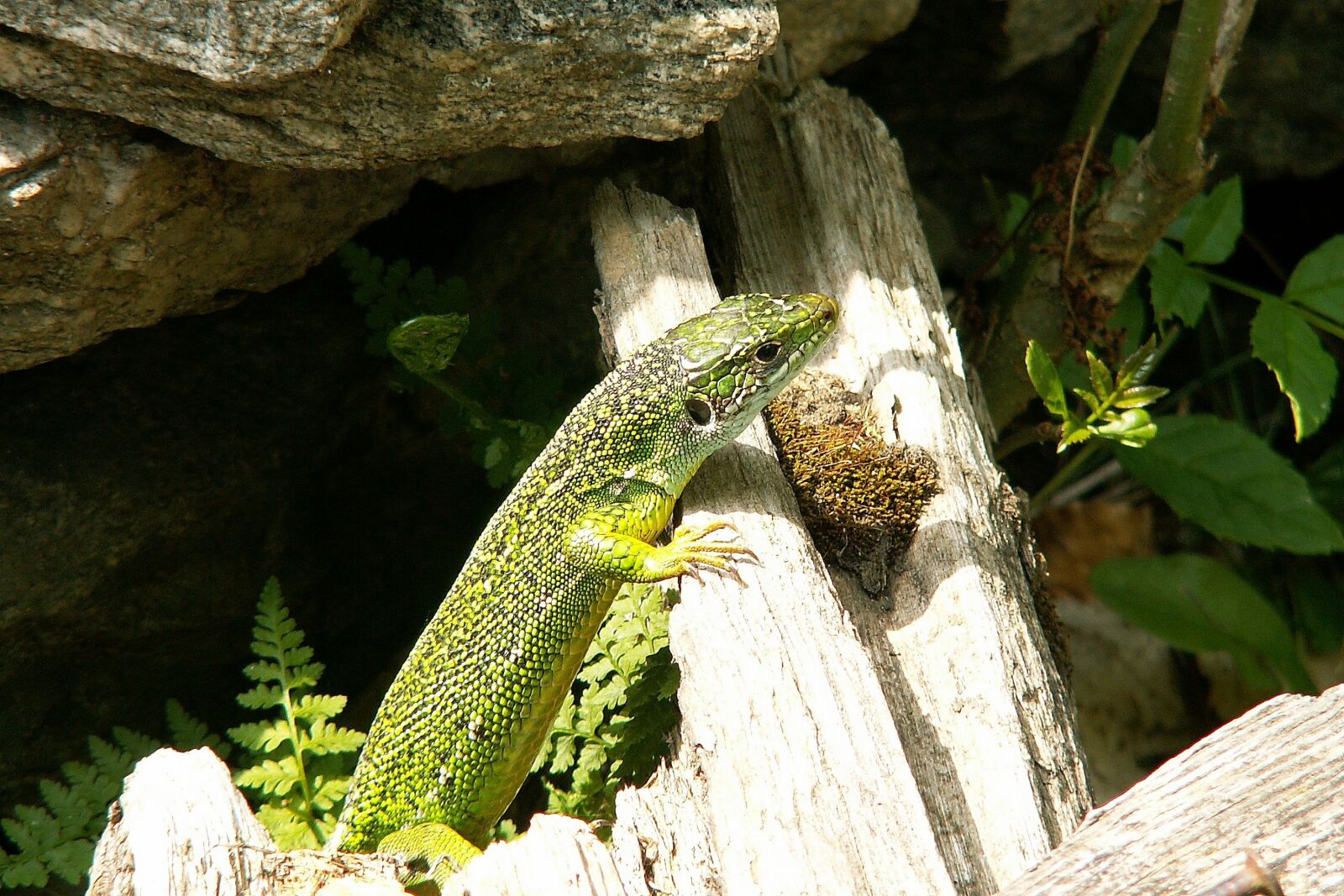 KONICA MINOLTA DiMAGE Z3 sample photo. Lizard, reptile, nature photography