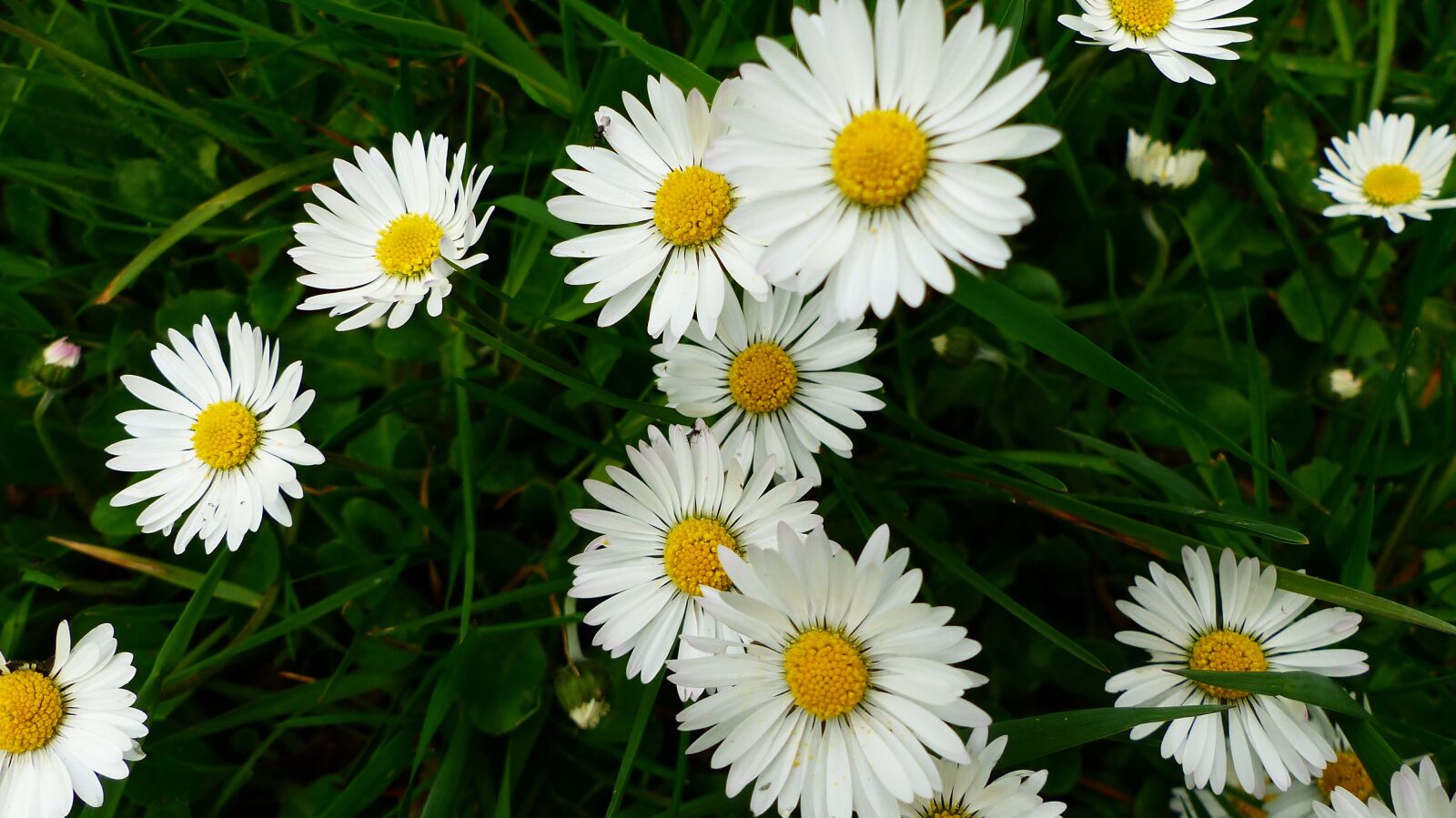 Panasonic Lumix DMC-FZ200 sample photo. Nature, plant, flower photography