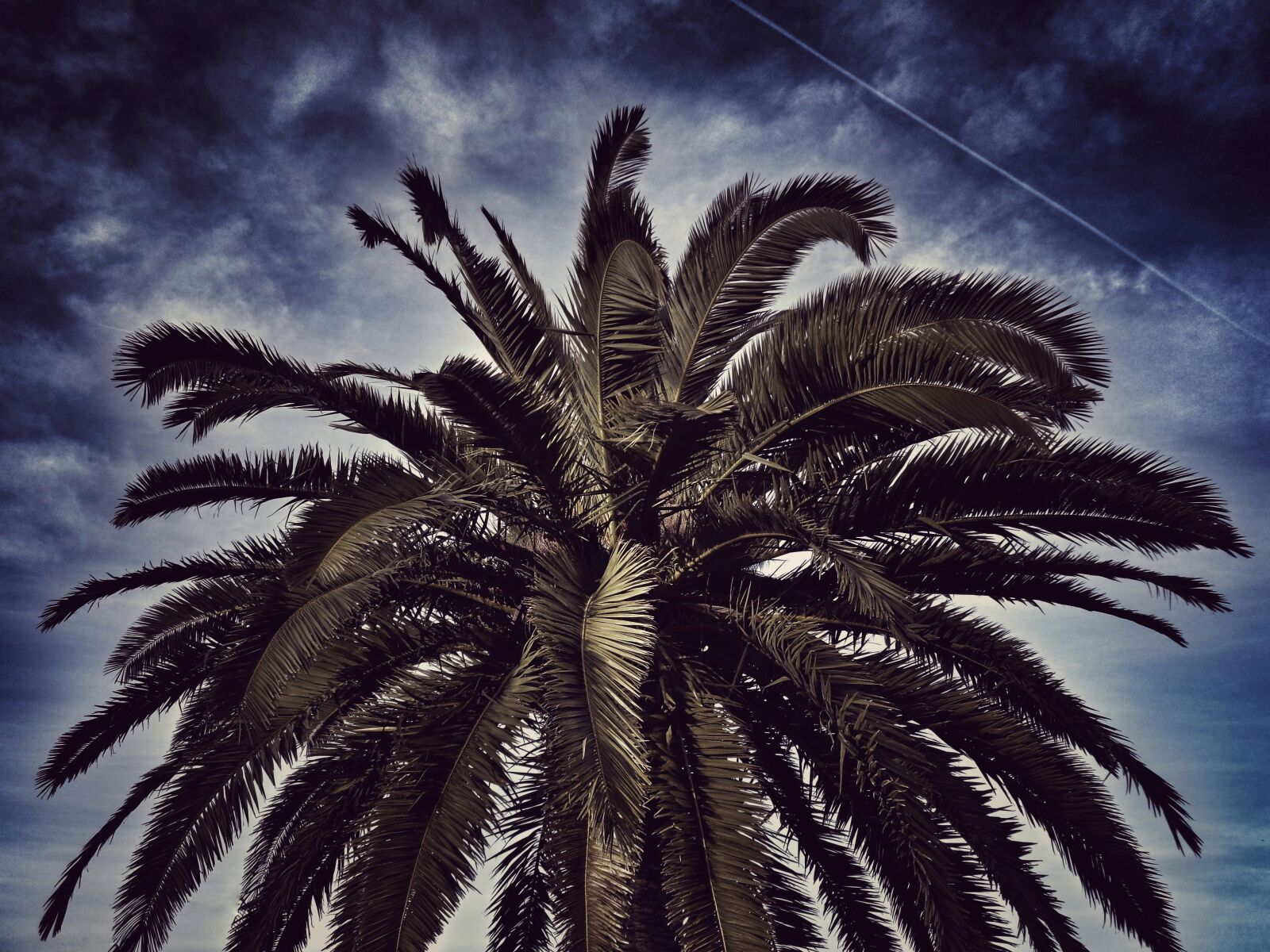 Sony Cyber-shot DSC-W830 sample photo. Palm tree, sky, nature photography