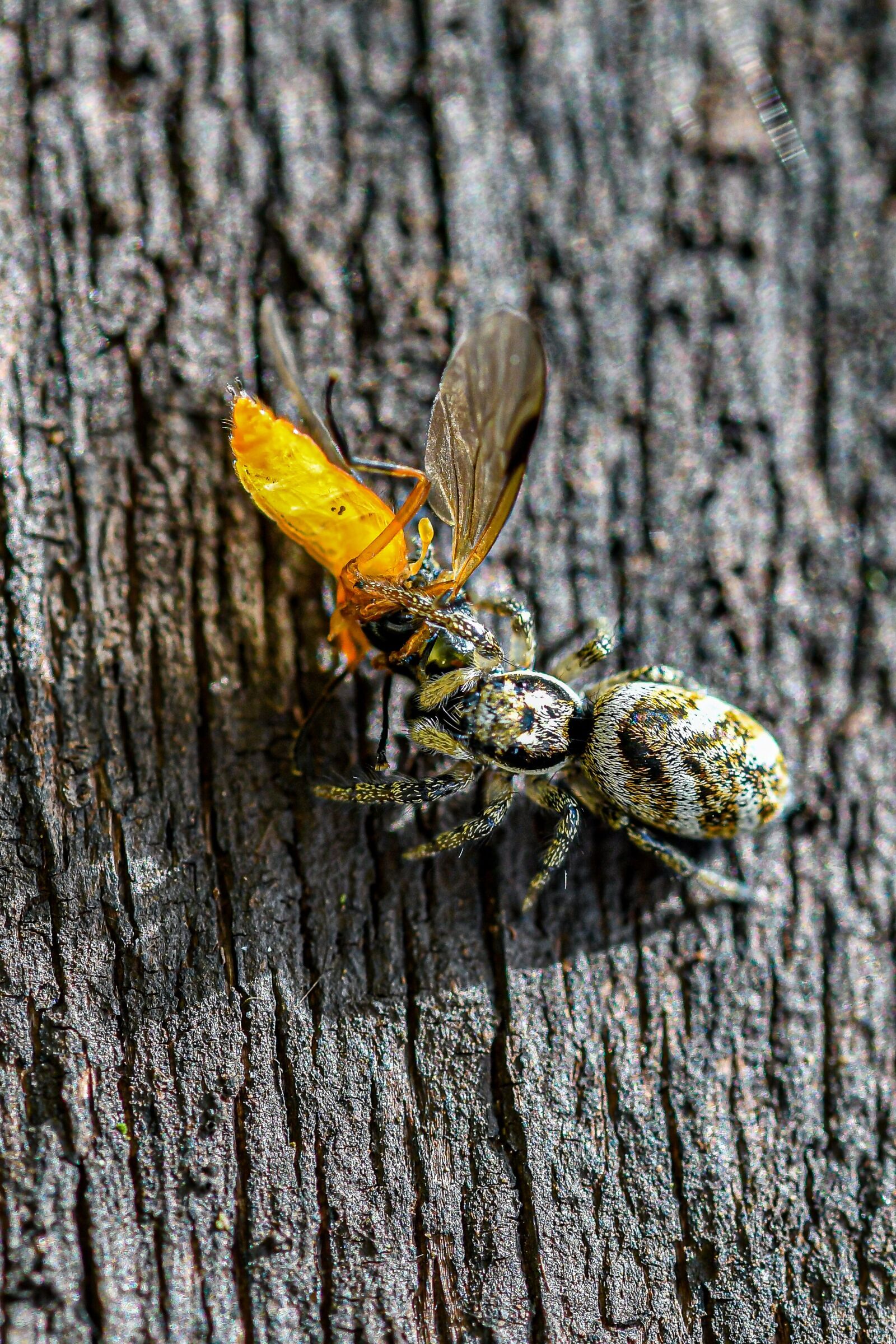 Nikon D500 sample photo. Macro, zebra jumping spider photography