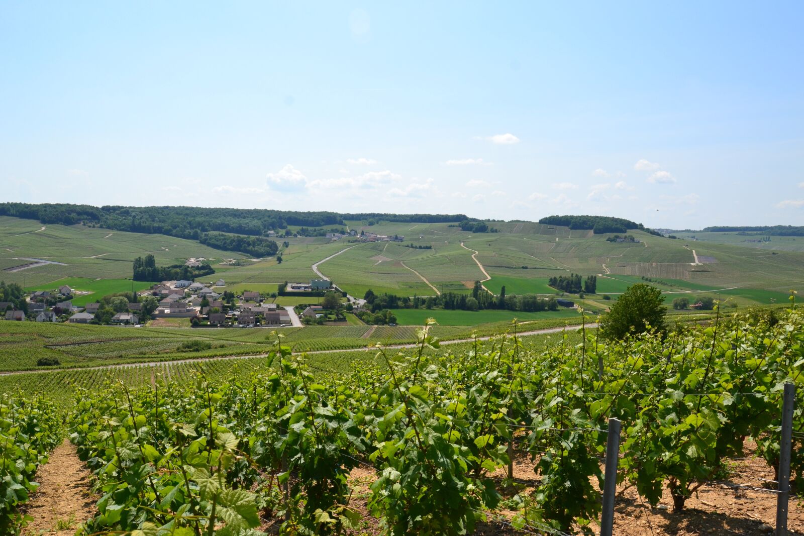 Nikon D3100 sample photo. Champagne, vine, wine photography