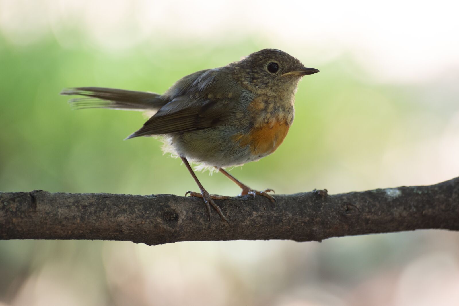 Pentax K-70 + Sigma sample photo. European robin, chick, bird photography