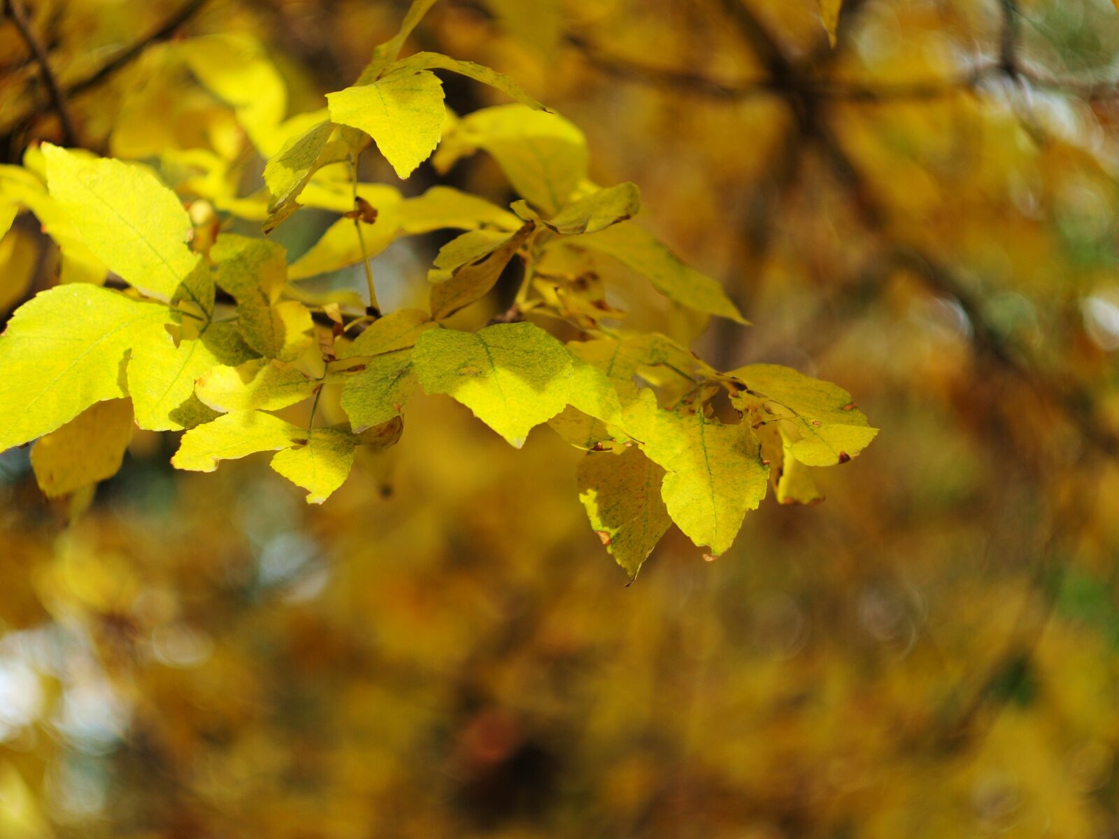 Olympus E-420 (EVOLT E-420) sample photo. Autumn, leaves, foliage photography