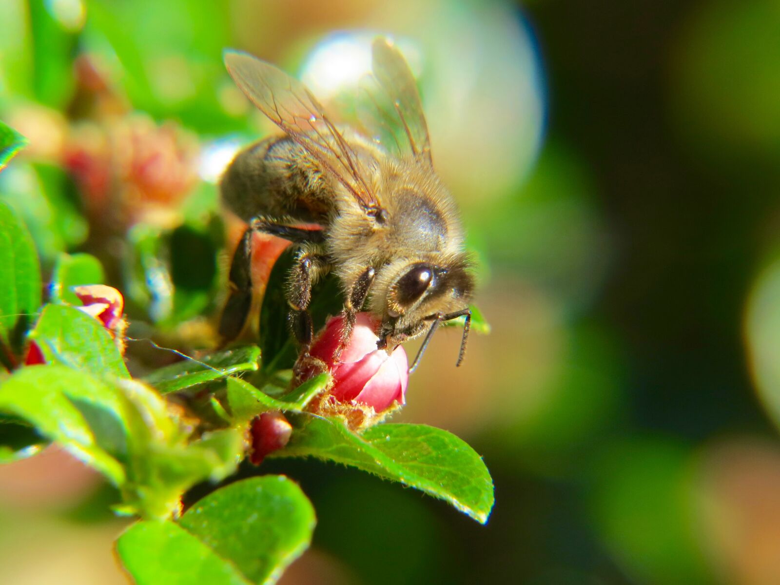 Canon PowerShot SX50 HS sample photo. Welcome, guest, to, cotoneaster photography