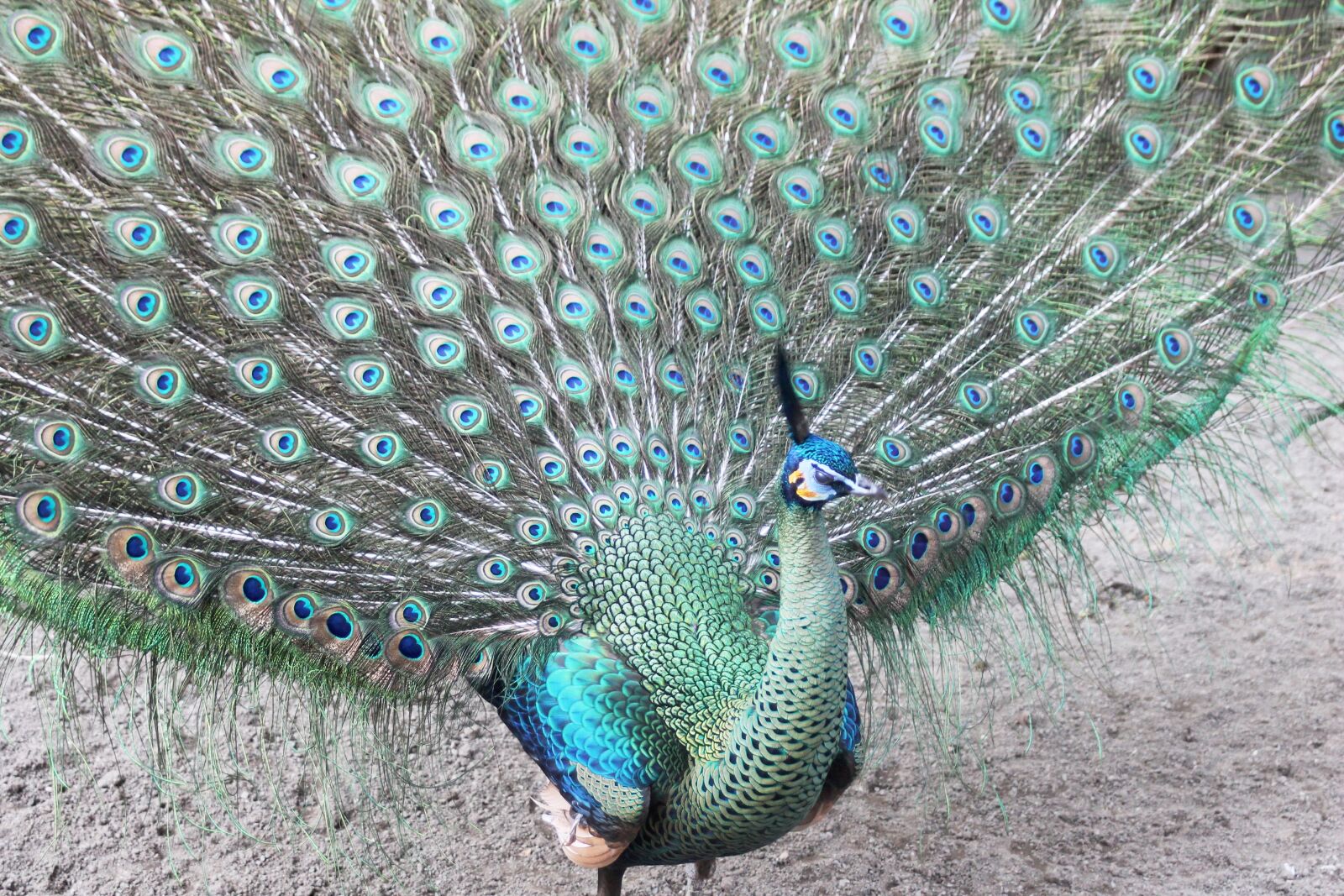 Canon EF 28-90mm f/4-5.6 sample photo. Peacock, feathers, royal photography