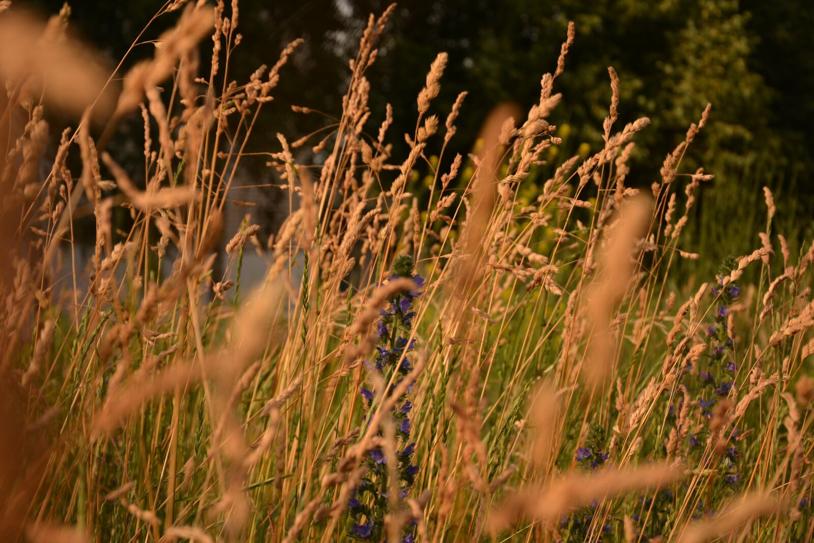 Nikon D5200 sample photo. Summer, sunset, tall grass photography