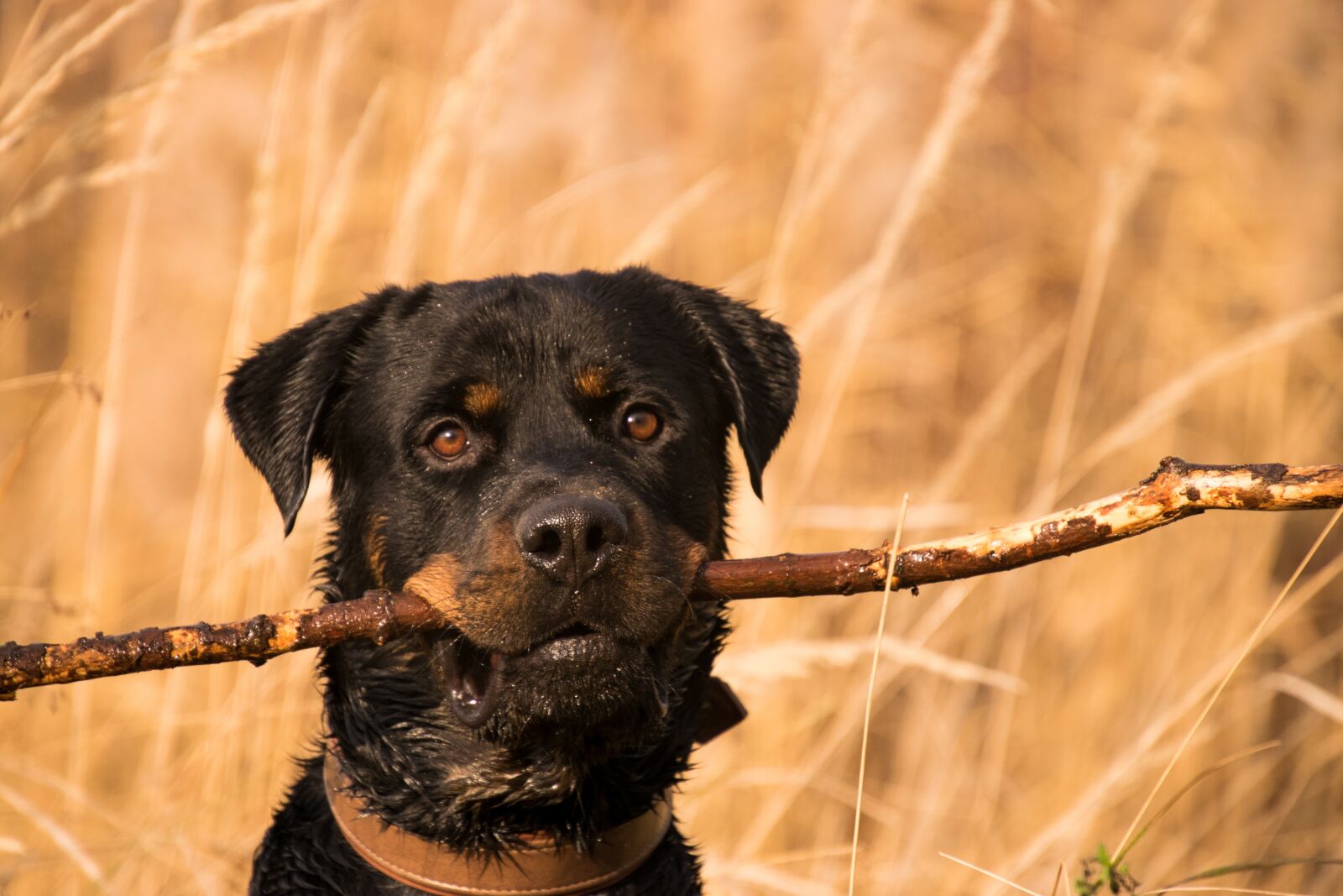 Nikon D3300 sample photo. Animal, mammal, dog photography