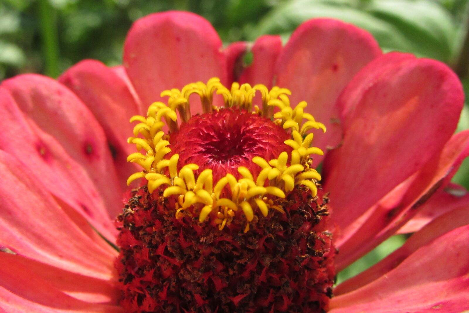 Canon PowerShot SX610 HS sample photo. Flower, colorful, nice photography