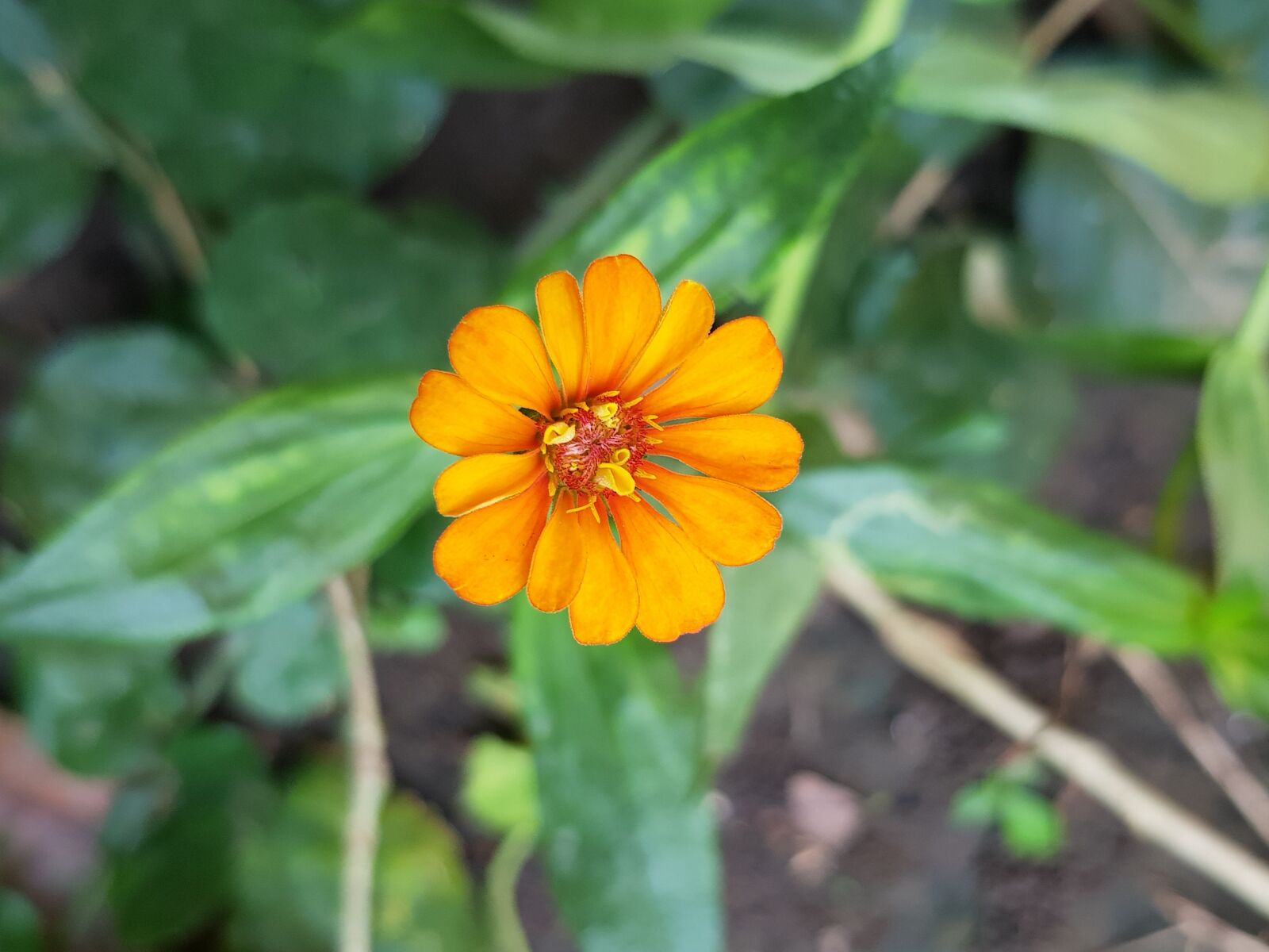 Samsung Galaxy S8 sample photo. Flower, orange, beautiful photography