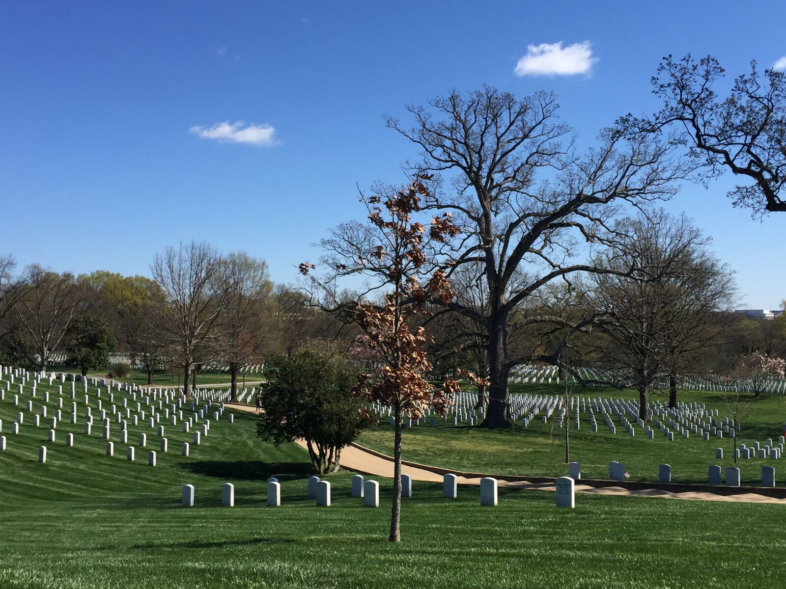 iPhone 6 back camera 4.15mm f/2.2 sample photo. Cemetery, tree, graves photography